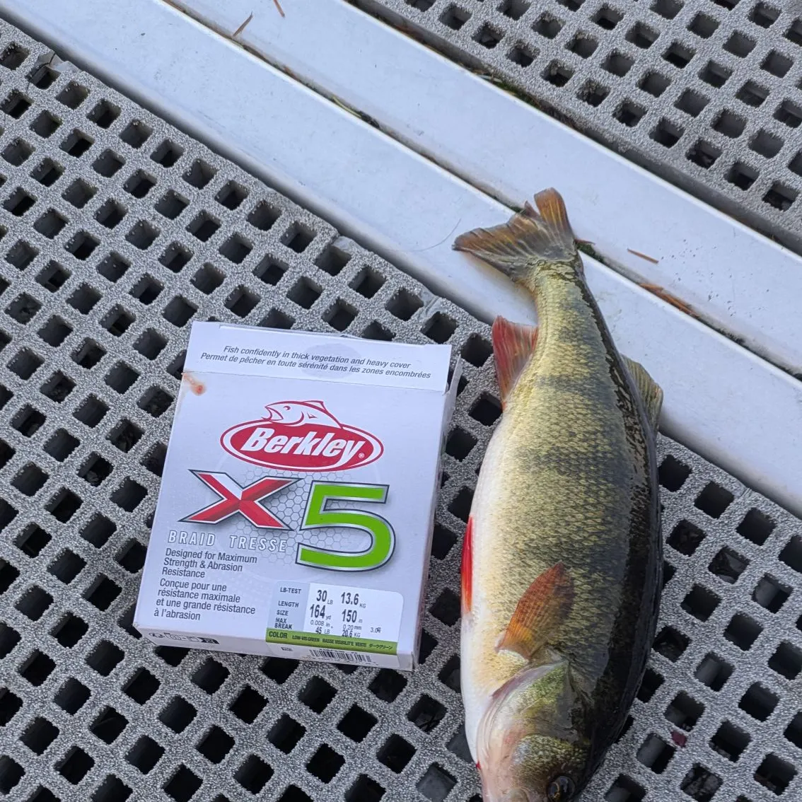 Yellow perch caught on Fishbrain