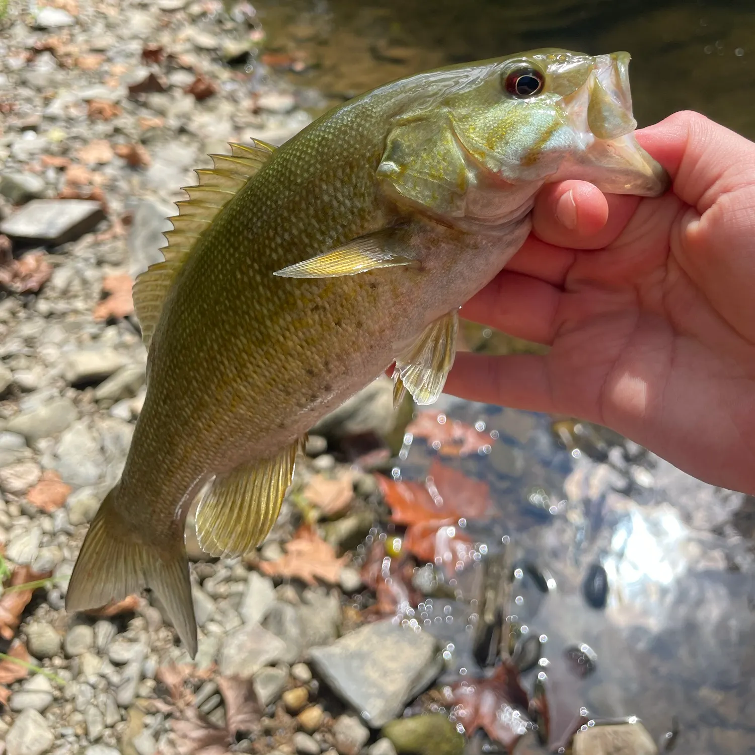 Smallmouth bass caught on Fishbrain