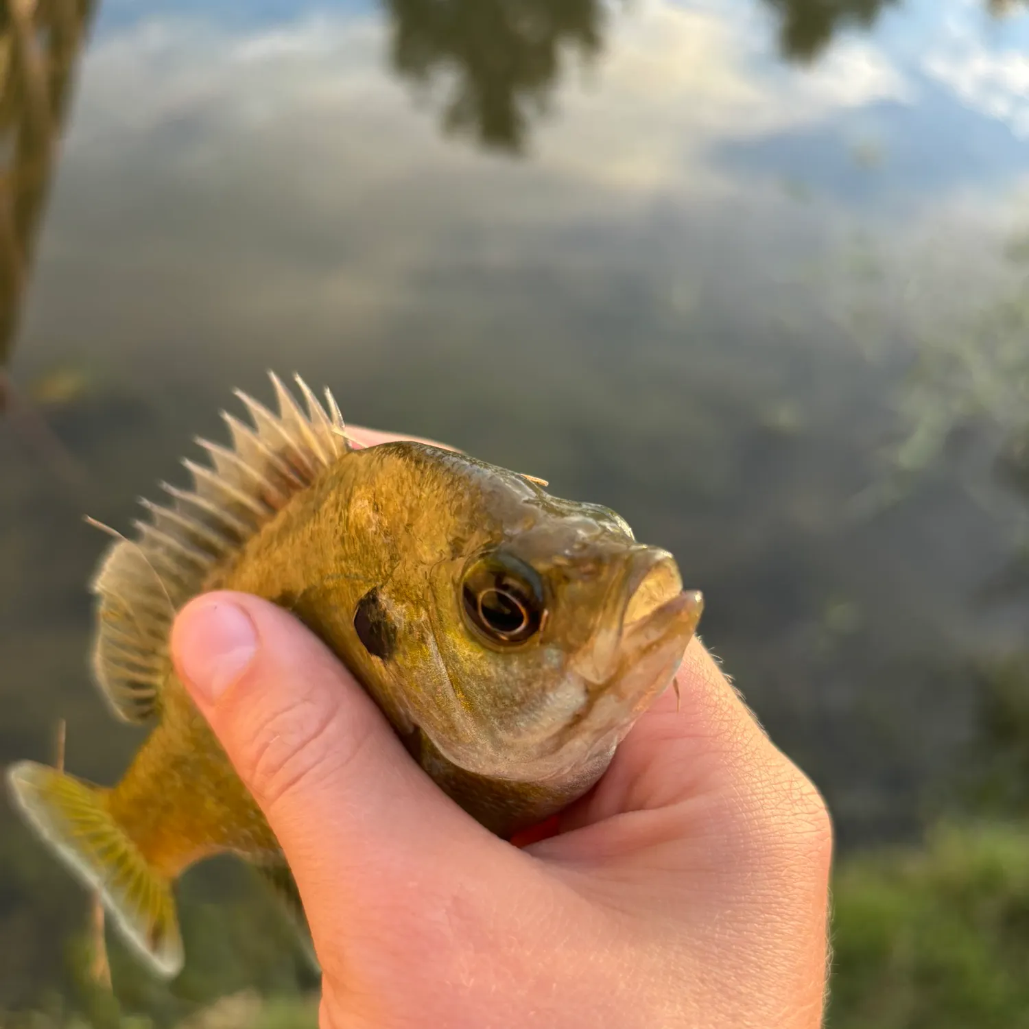 Bluegill caught on Fishbrain