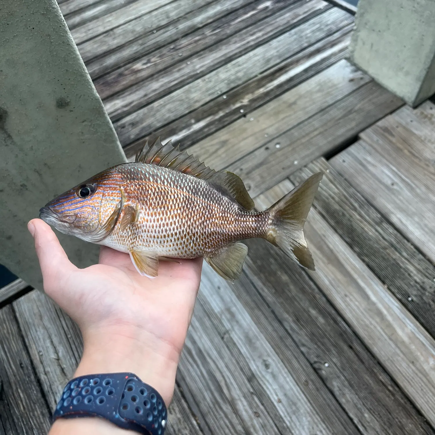 The most recent White grunt catches on Fishbrain