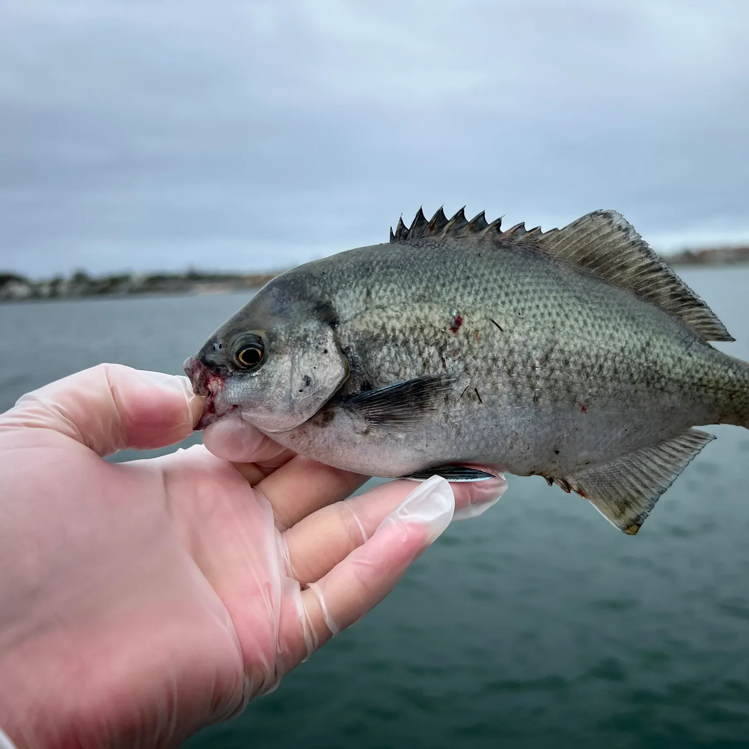 most liked catch image