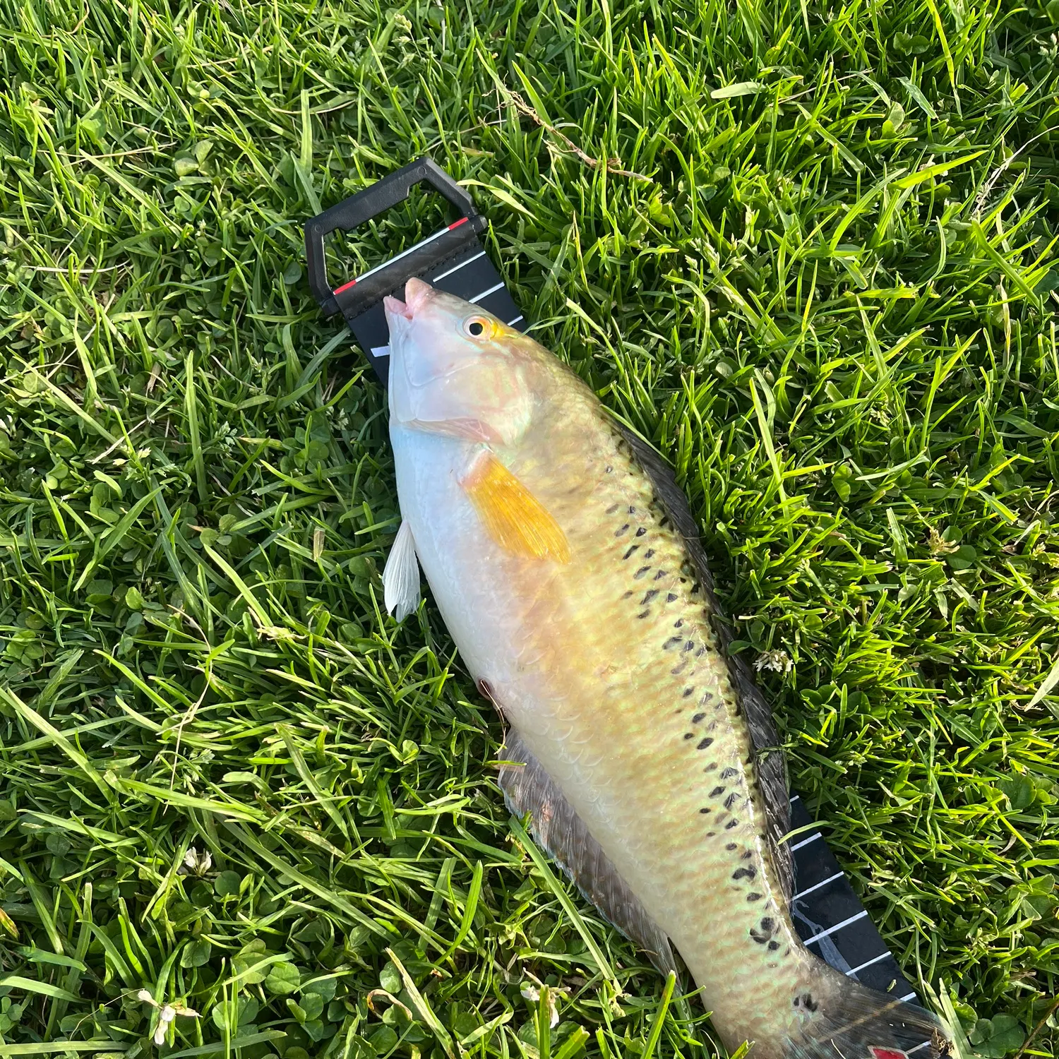 The most recent Rock wrasse catches on Fishbrain