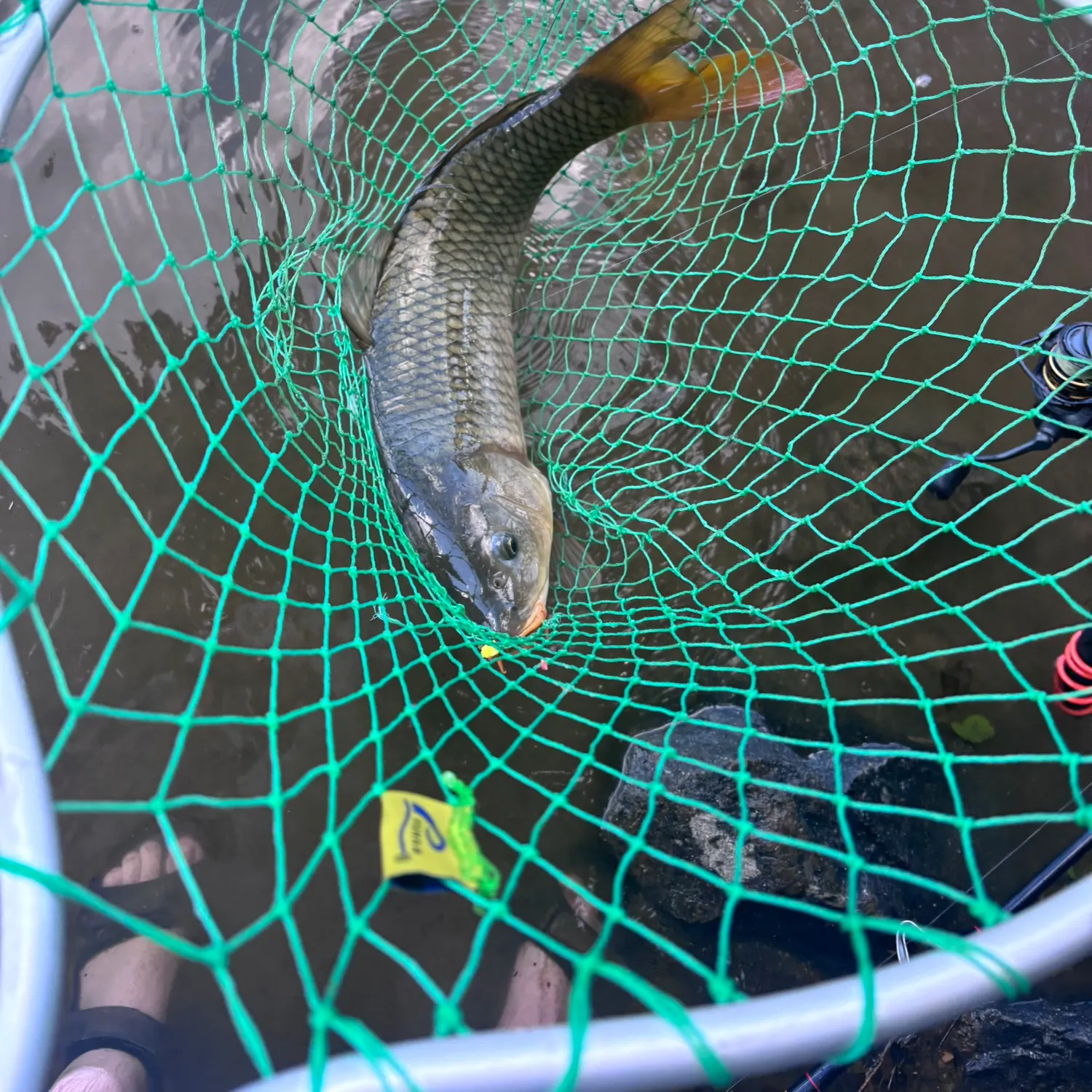 Common carp caught on Fishbrain