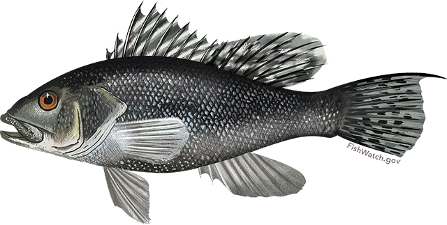 Black sea bass