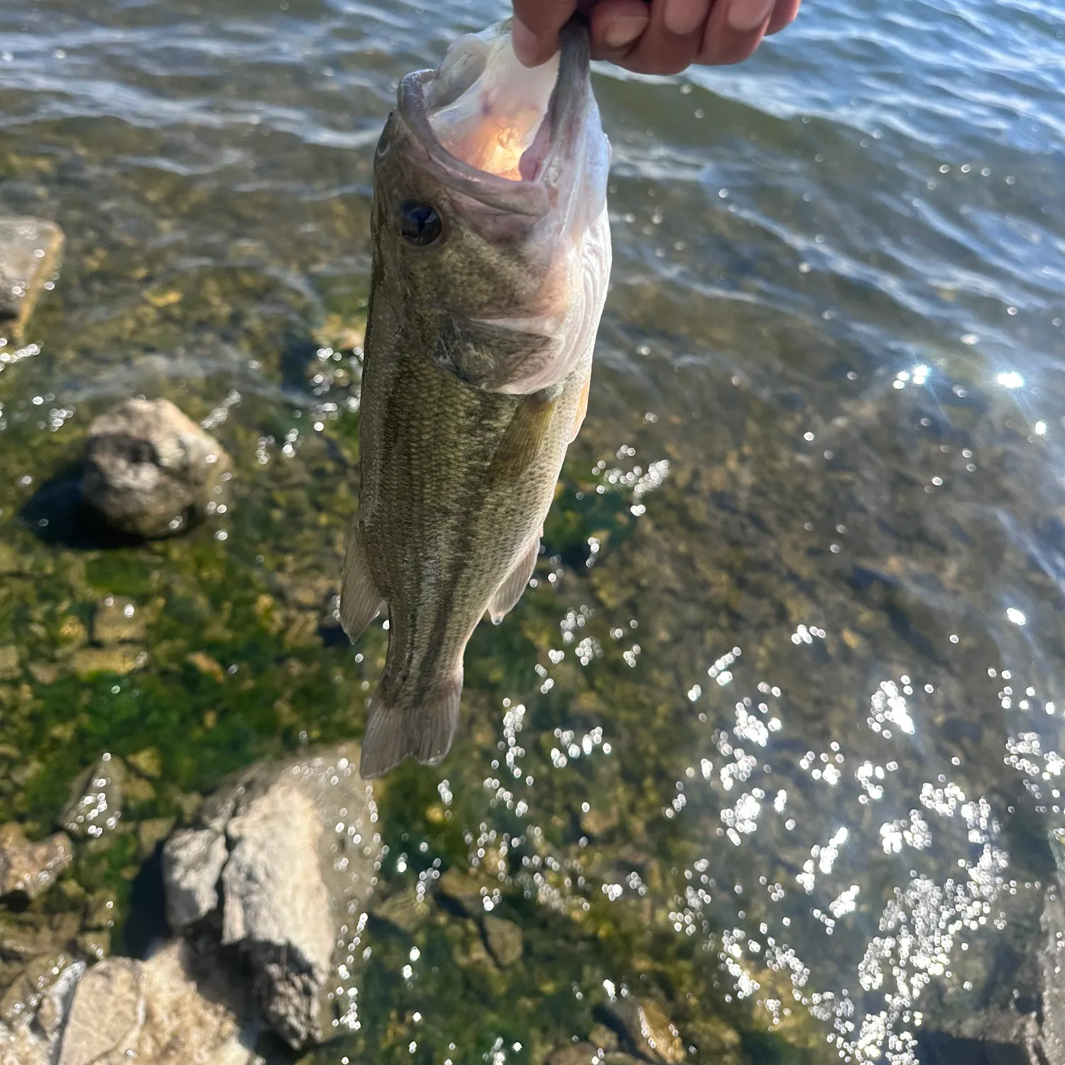 Largemouth bass caught on Fishbrain