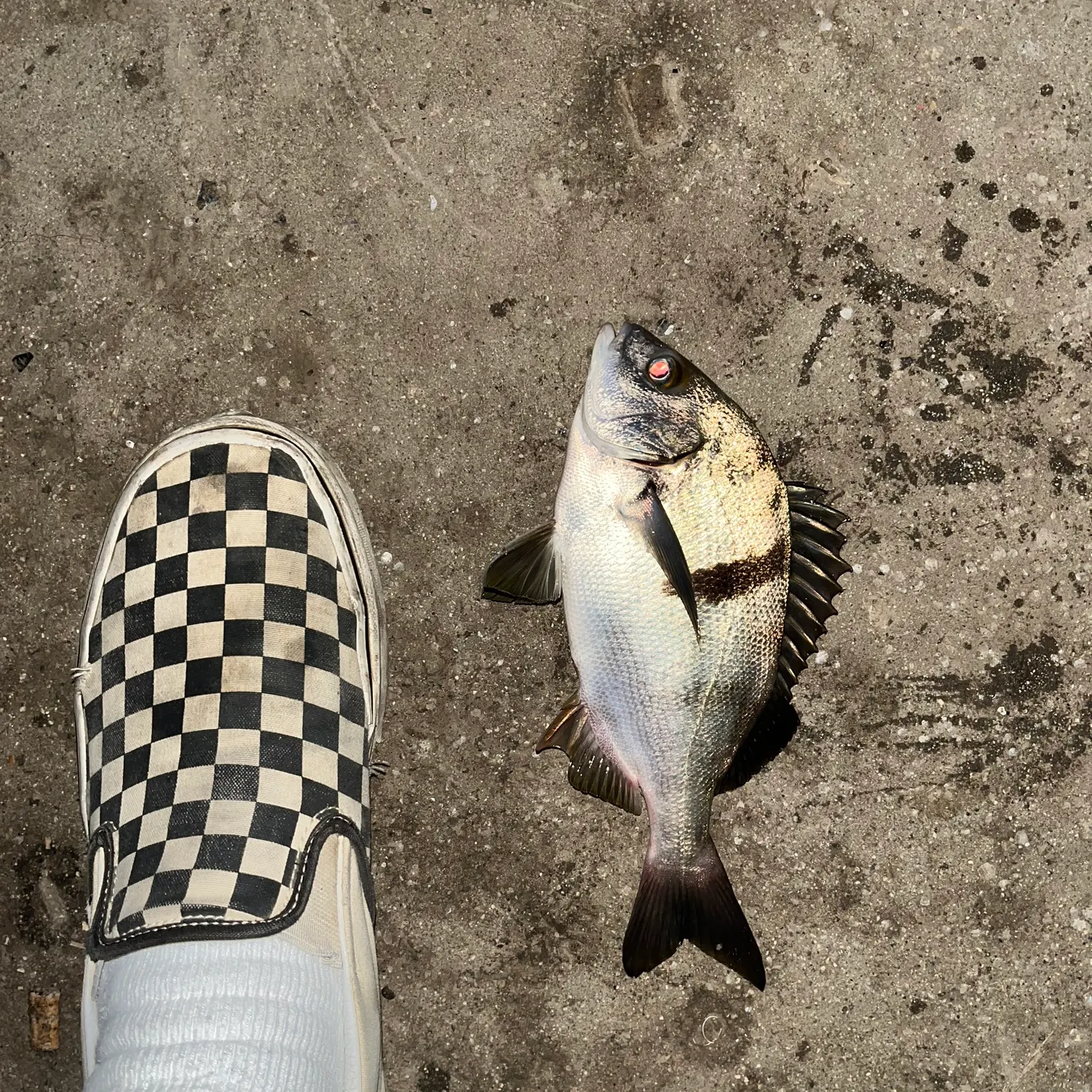 Sargo caught on Fishbrain