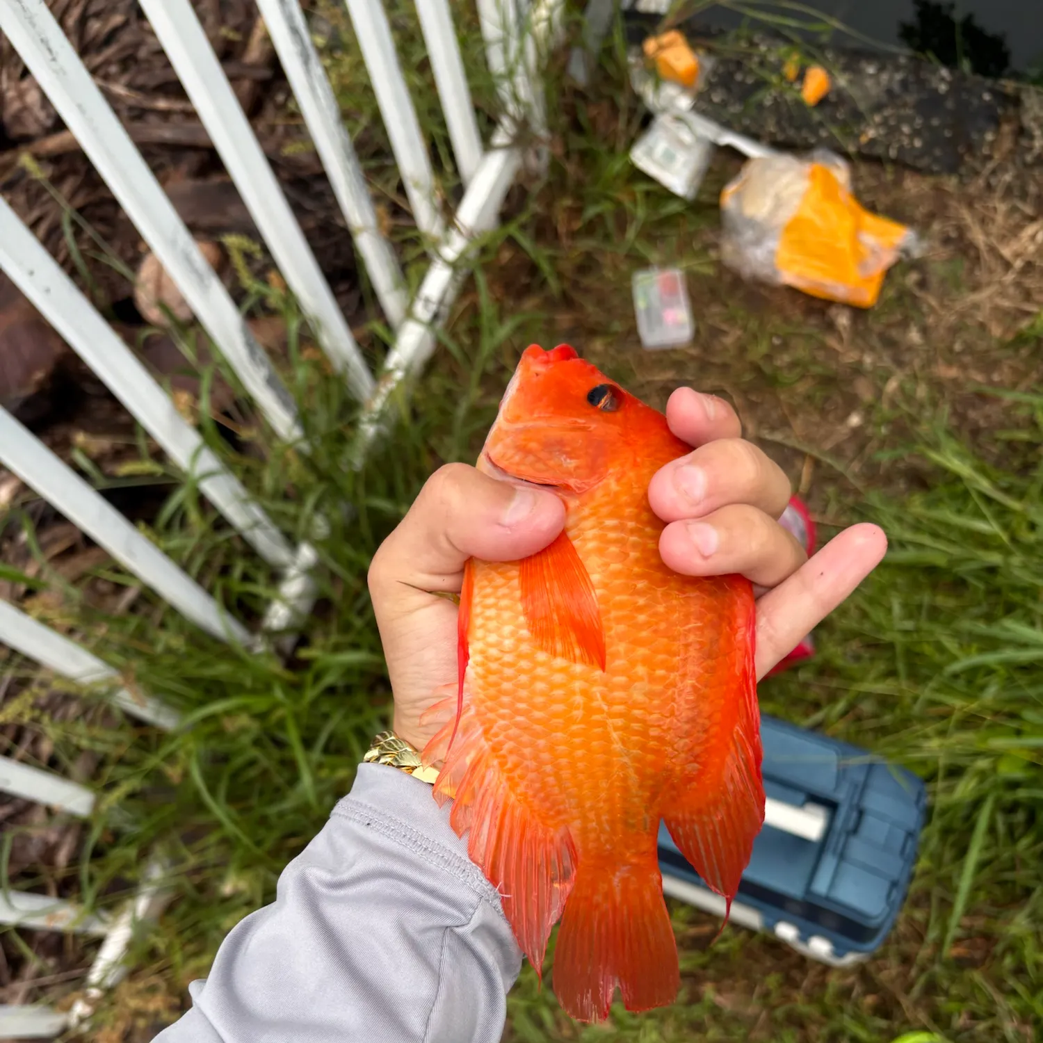 The most recent Midas cichlid catches on Fishbrain