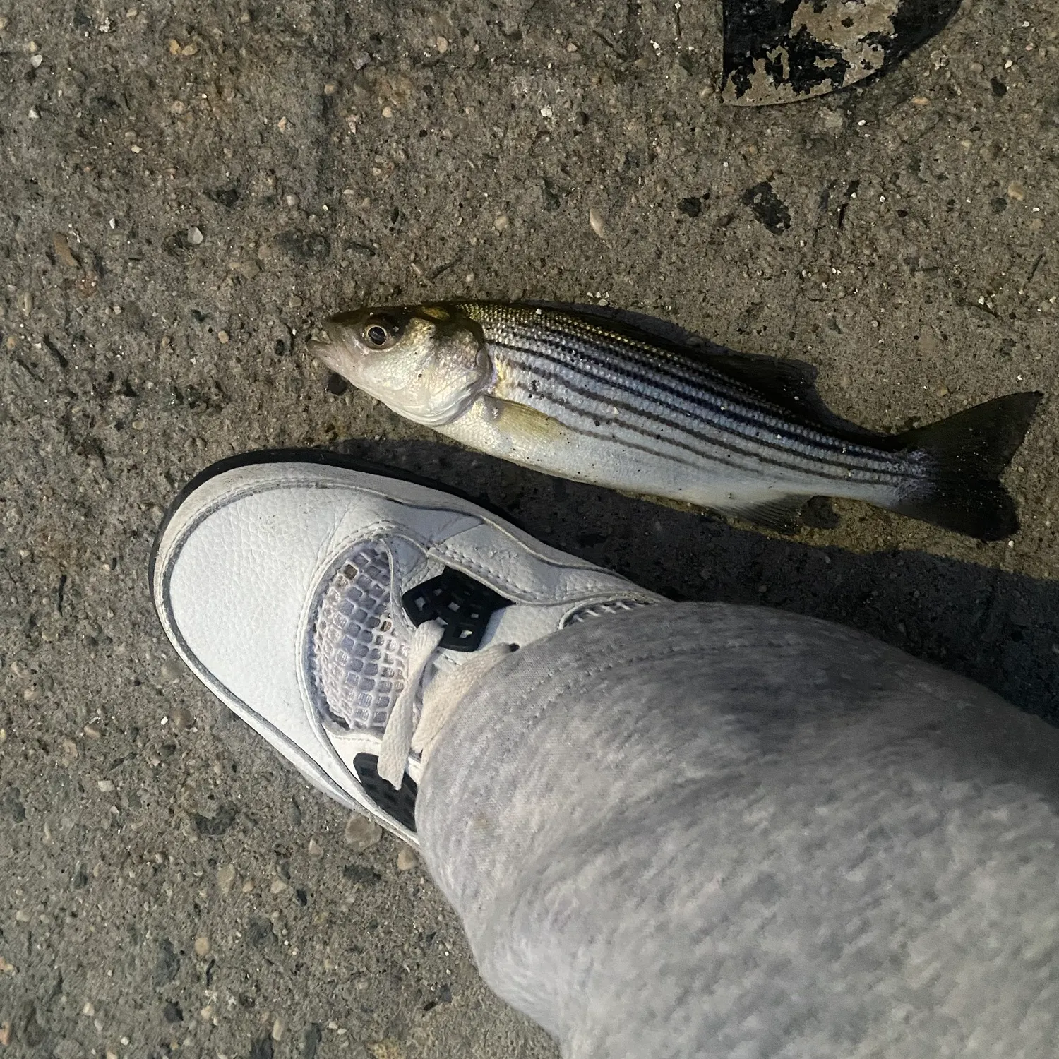 Striped bass caught on Fishbrain