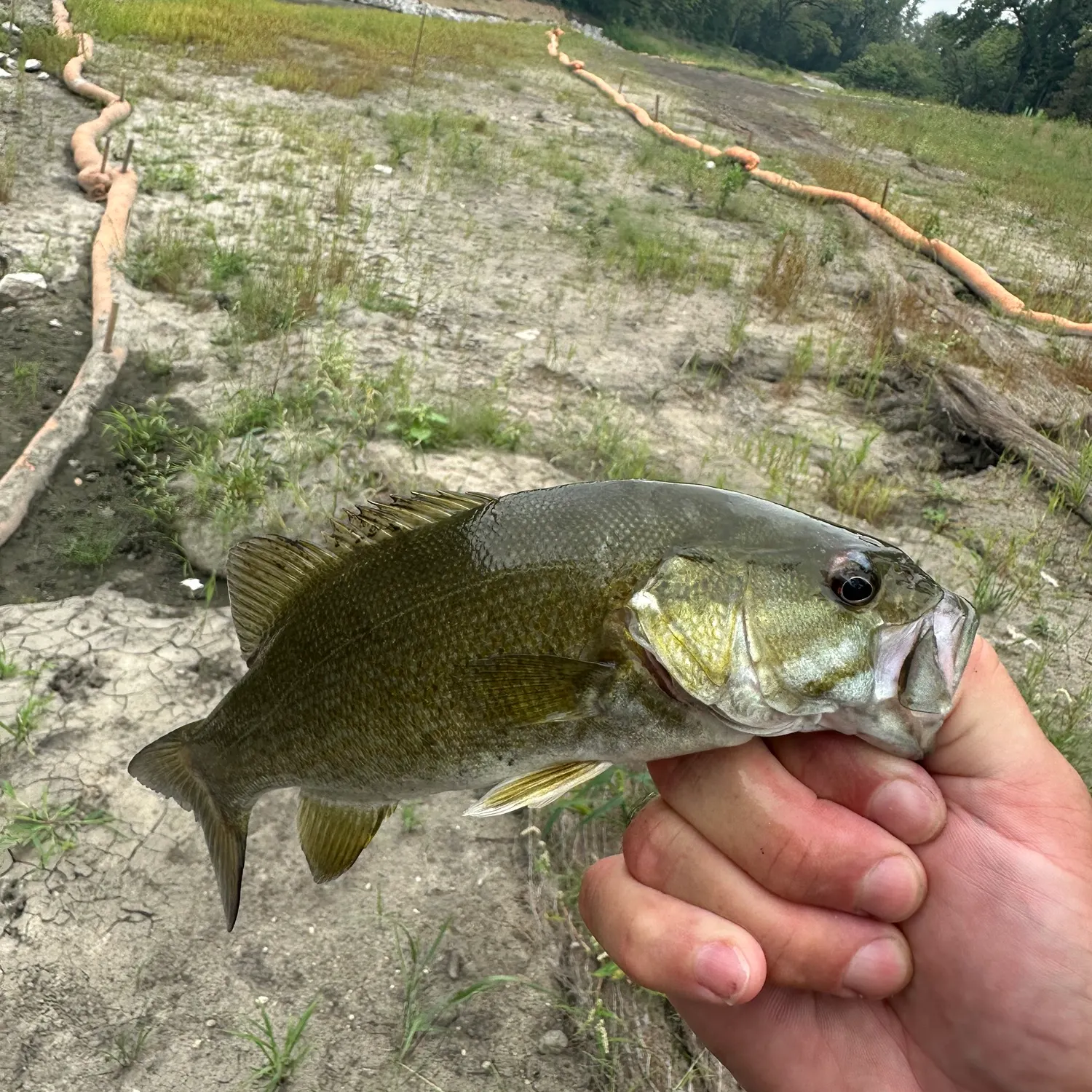 Smallmouth bass caught on Fishbrain