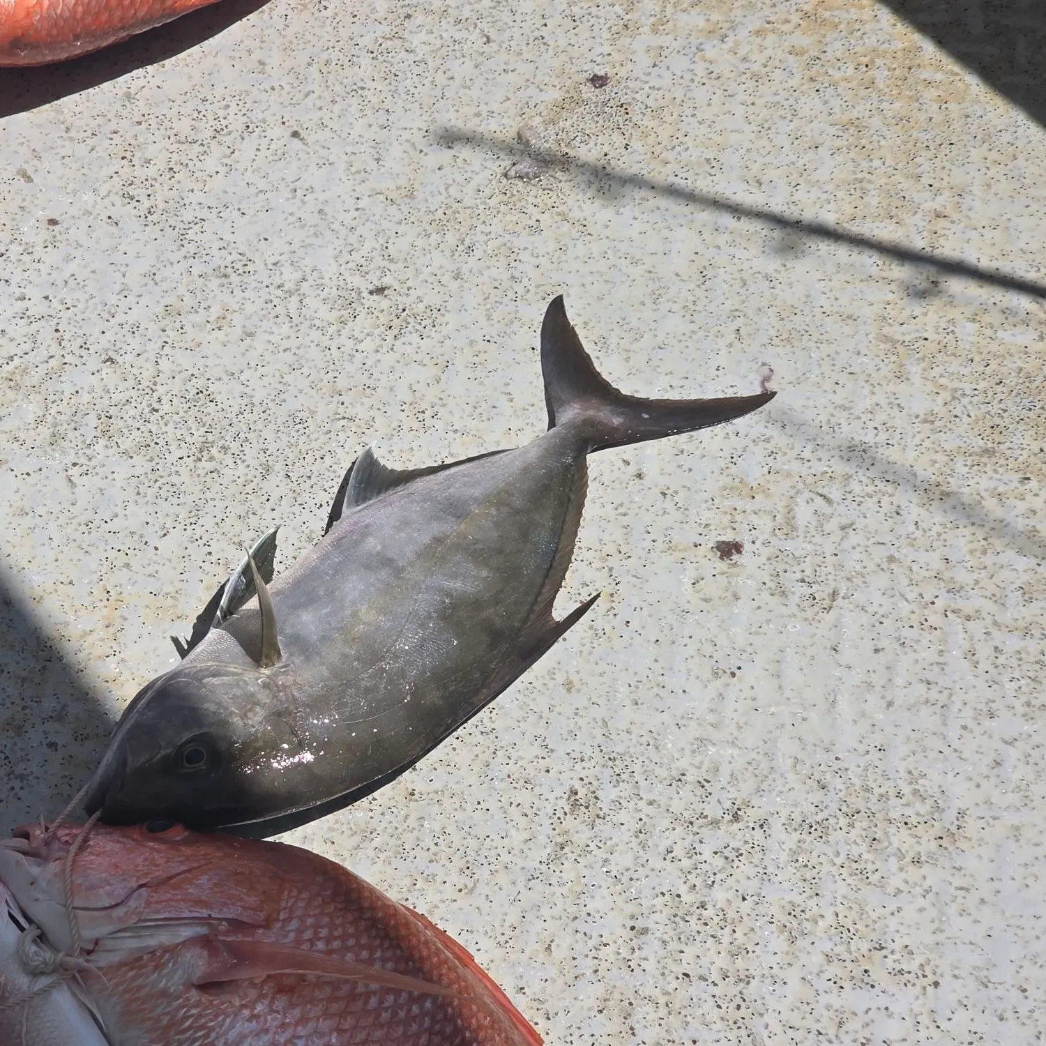 The most recent Almaco jack catches on Fishbrain
