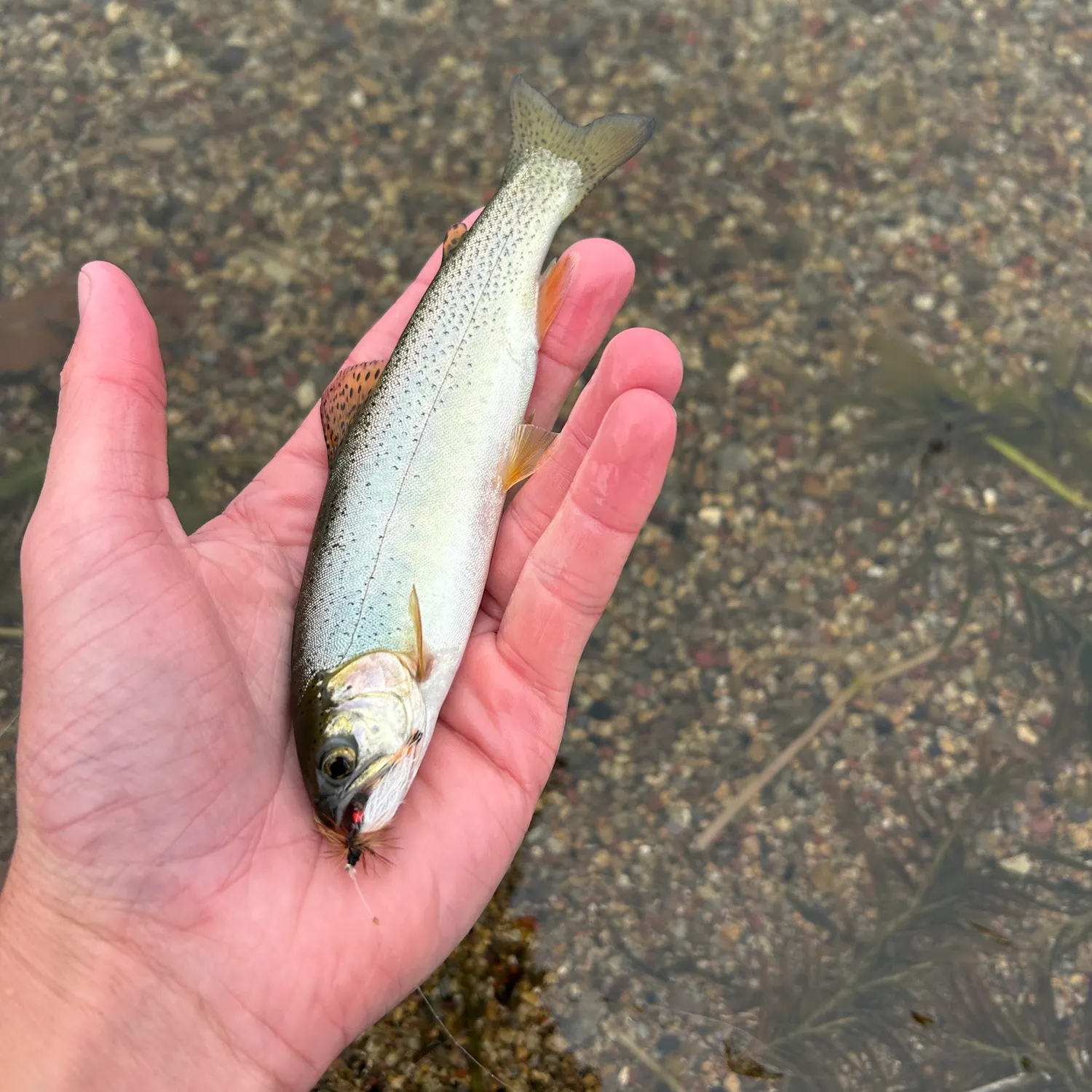 Yellowstone cutthroat trout caught on Fishbrain