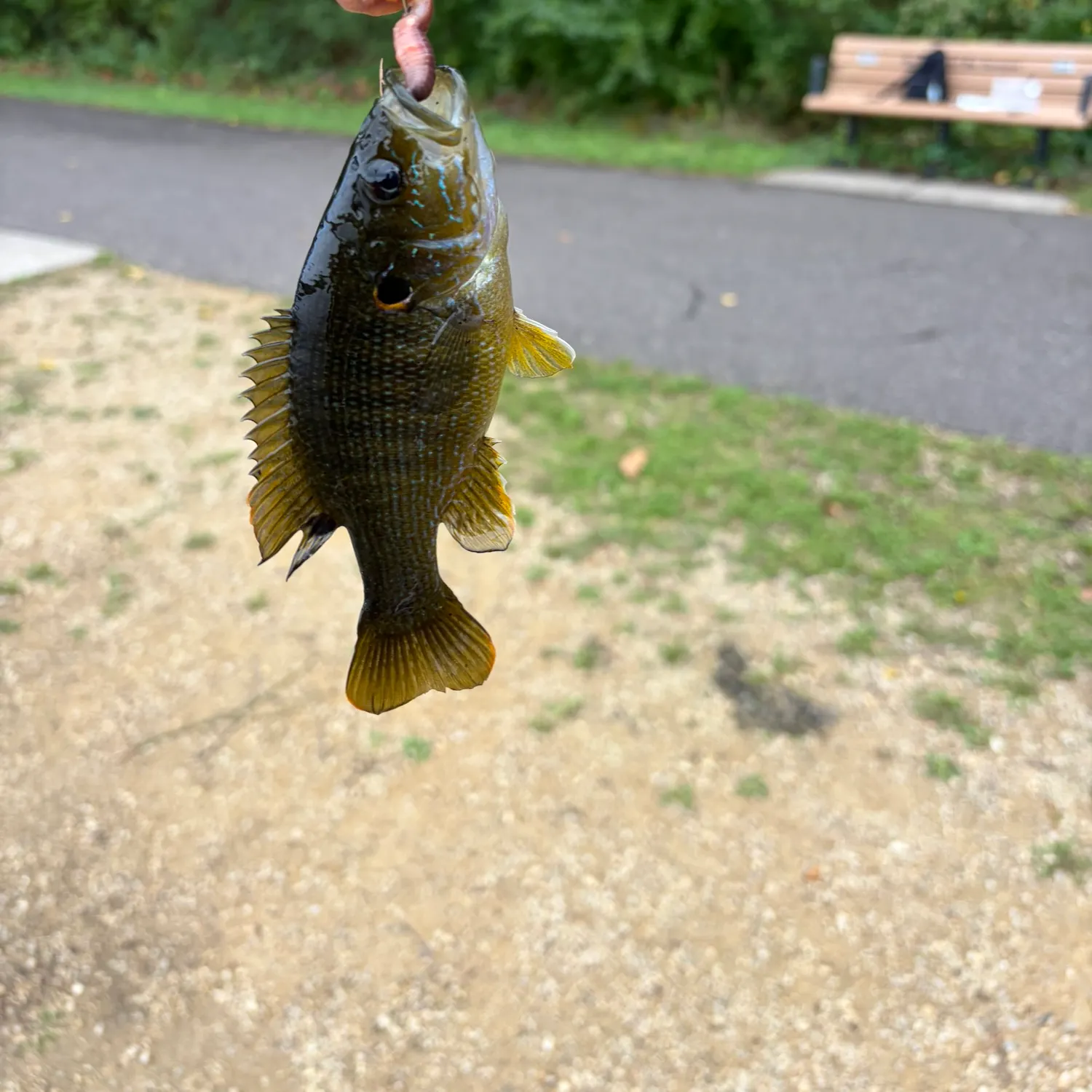 Fish caught on Fishbrain
