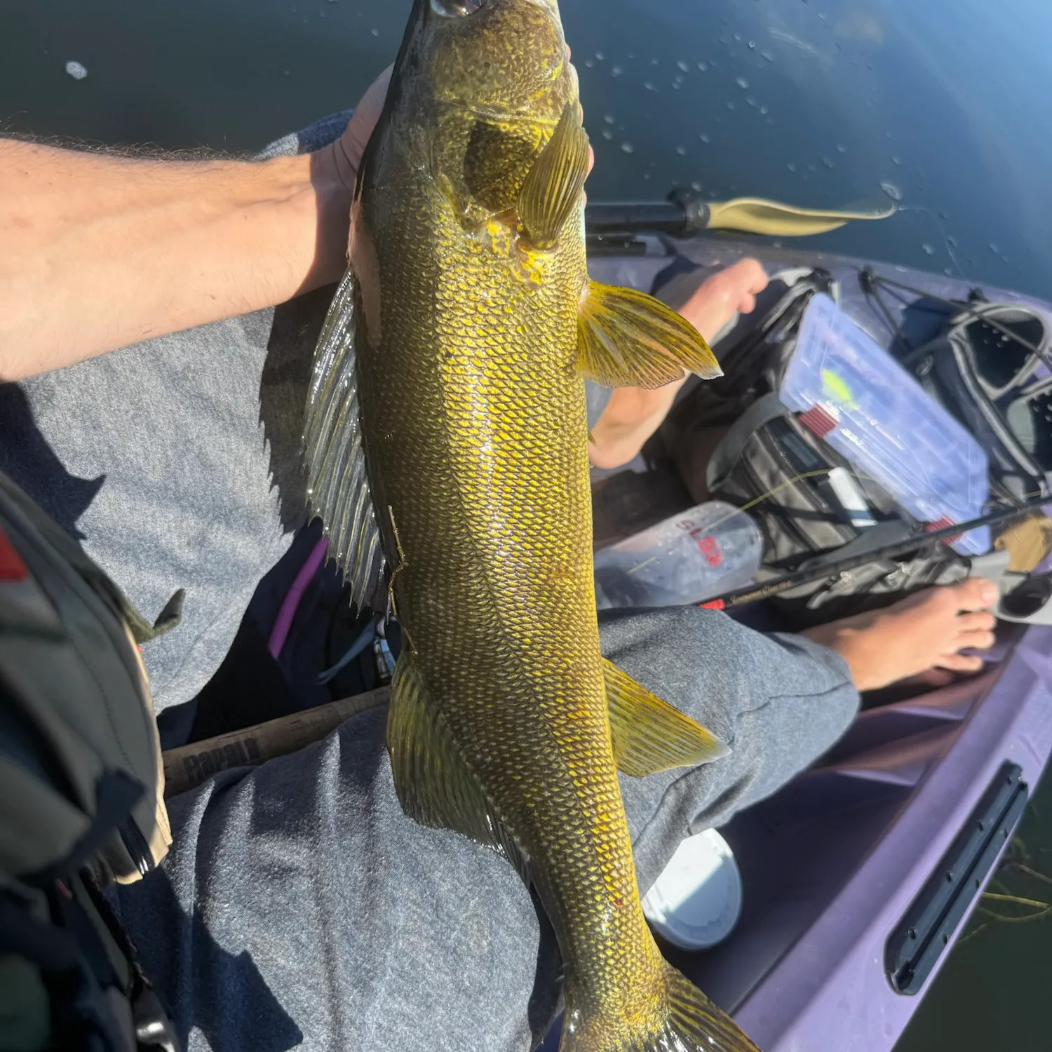 Walleye caught on Fishbrain