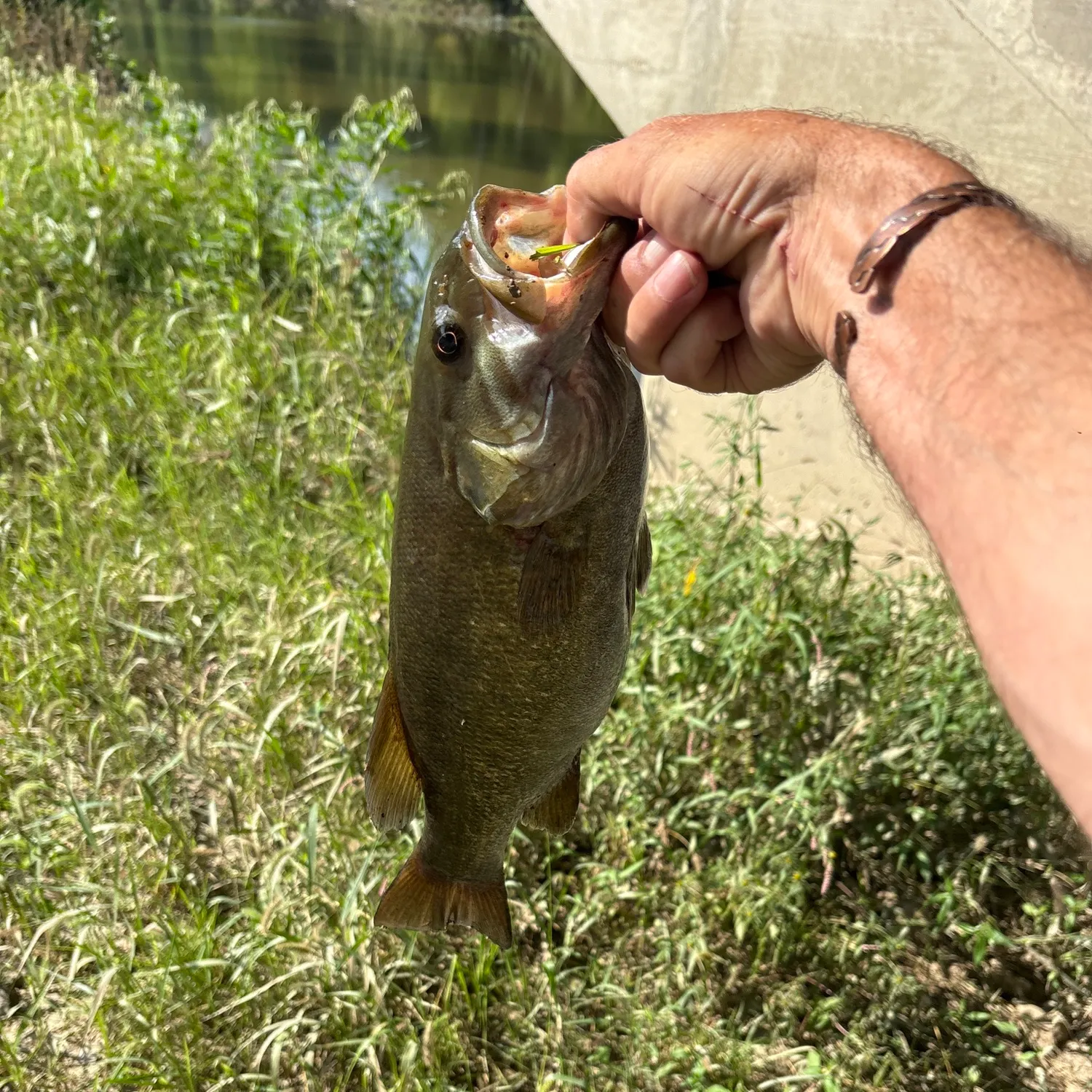 Smallmouth bass caught on Fishbrain