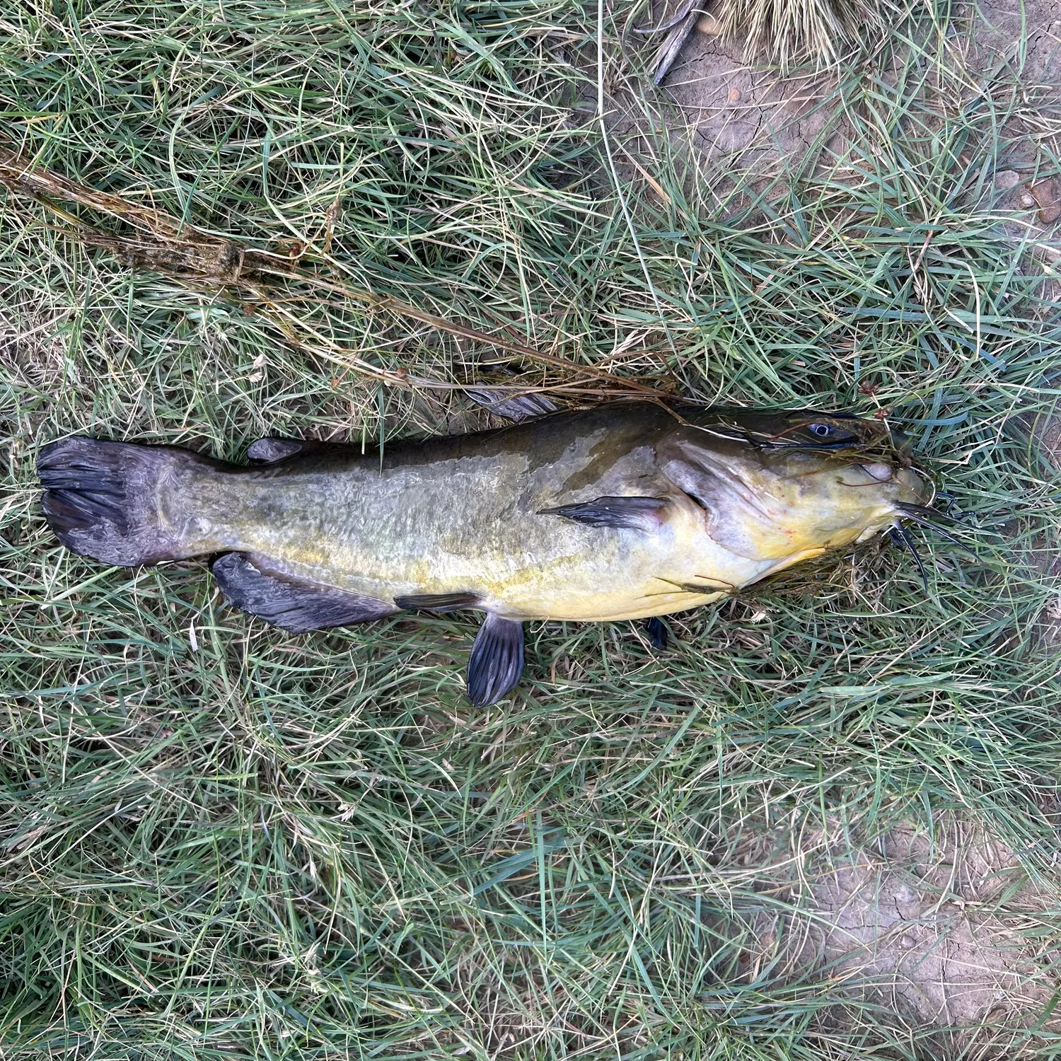 Yellow bullhead caught on Fishbrain