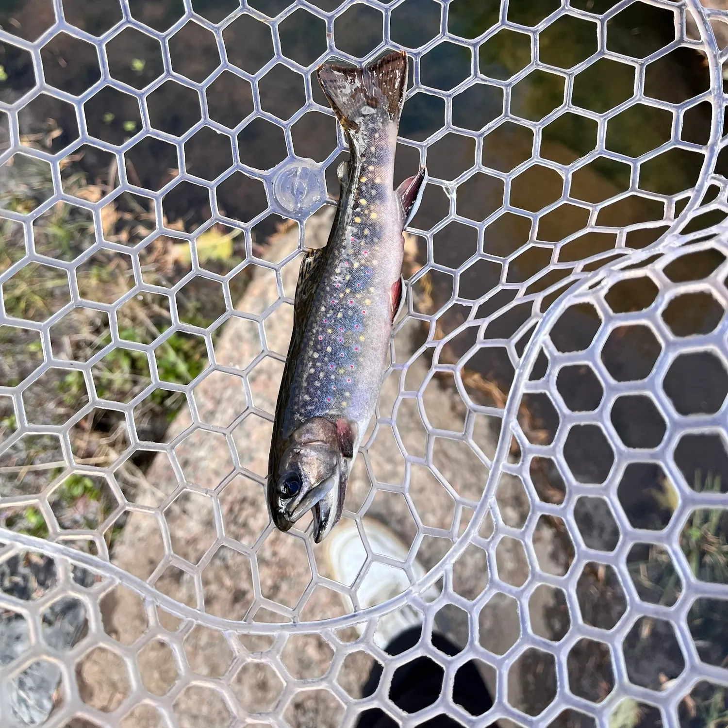 Brook trout caught on Fishbrain