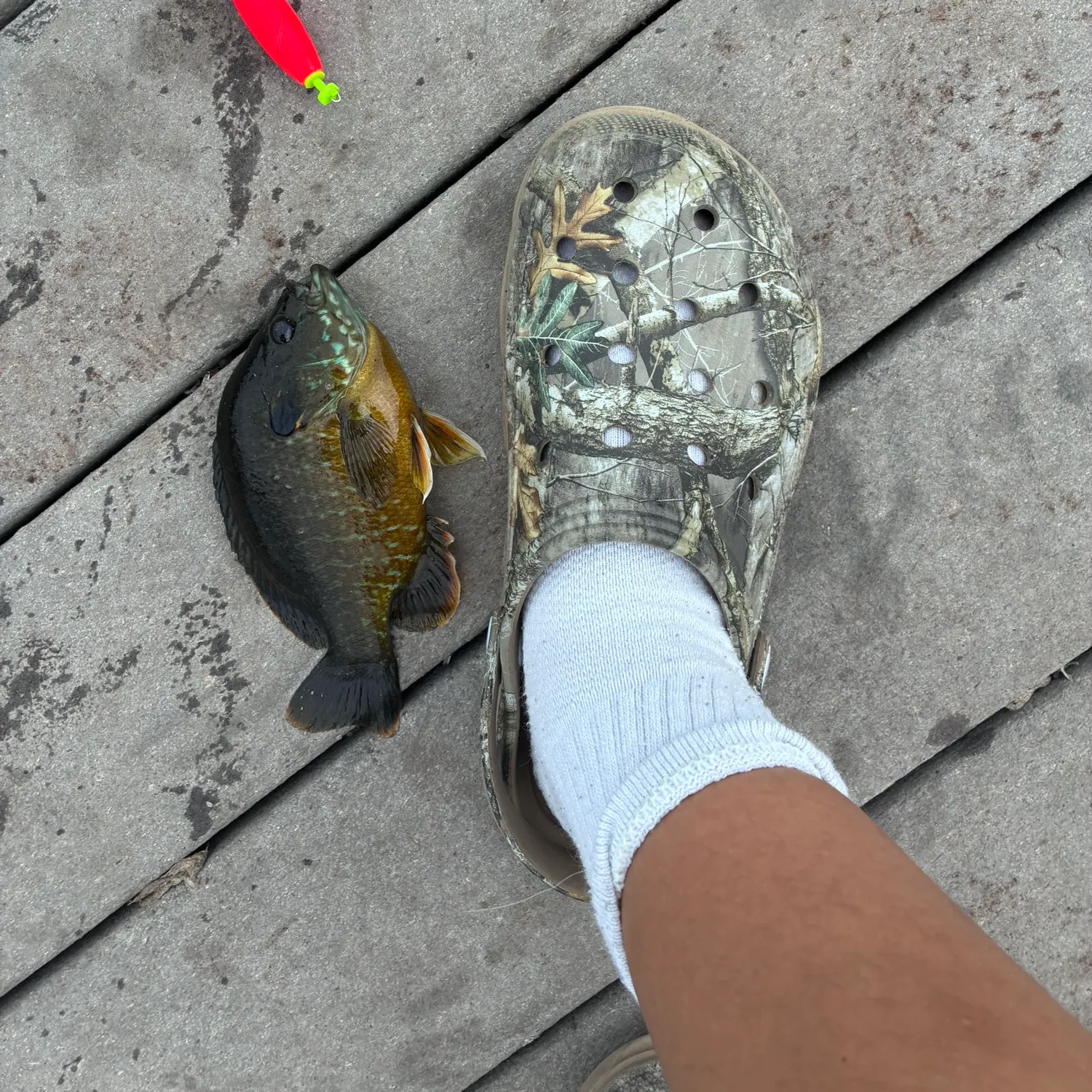 Greengill hybrid caught on Fishbrain