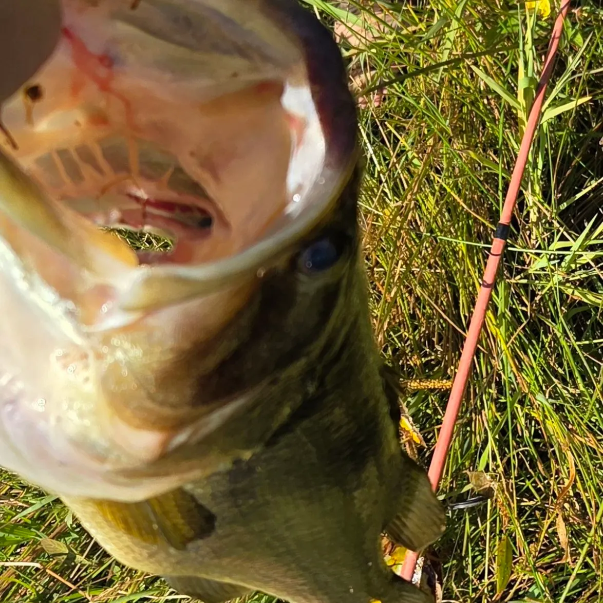 Largemouth bass caught on Fishbrain