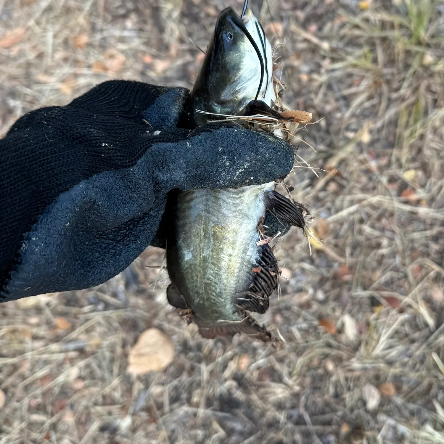 Black bullhead caught on Fishbrain