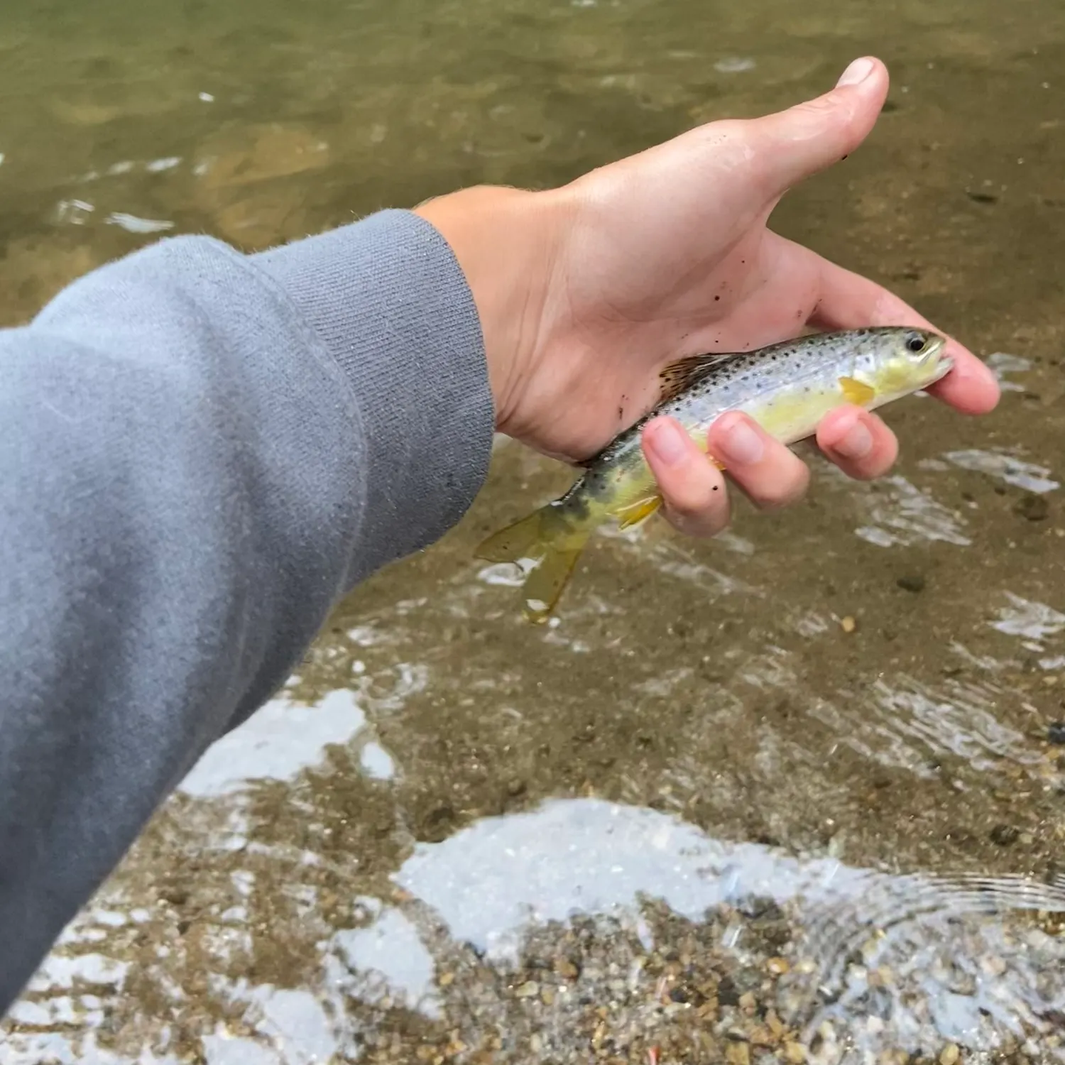 Brown trout caught on Fishbrain