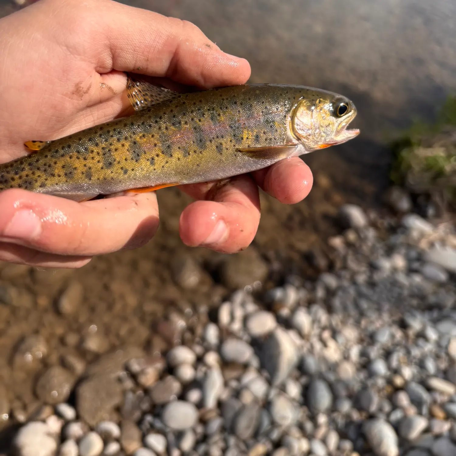 The most recent Yellowstone cutthroat trout catches on Fishbrain