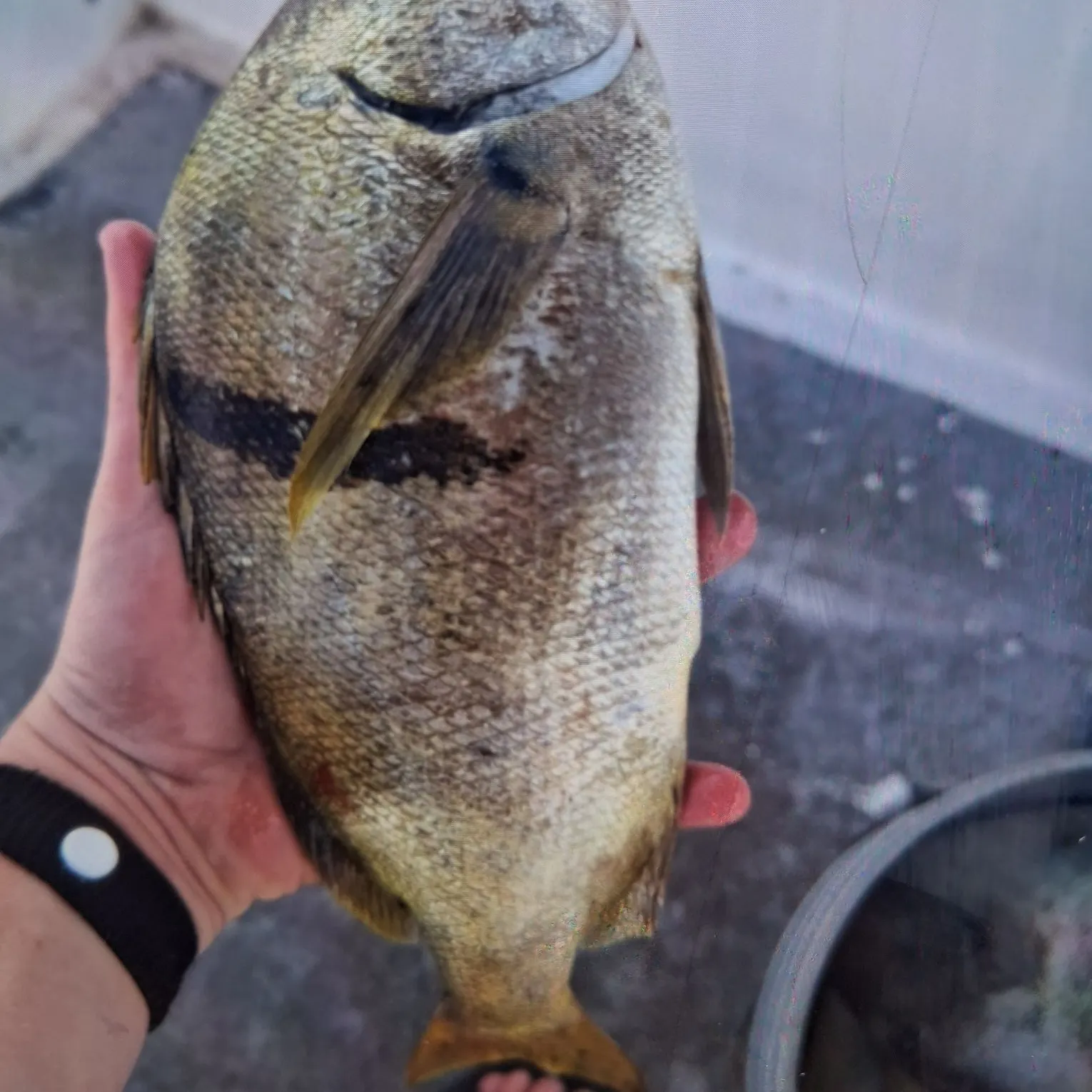 The most recent Pacific pompano catches on Fishbrain