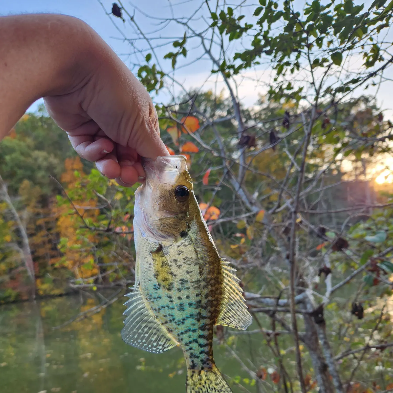 White crappie caught on Fishbrain