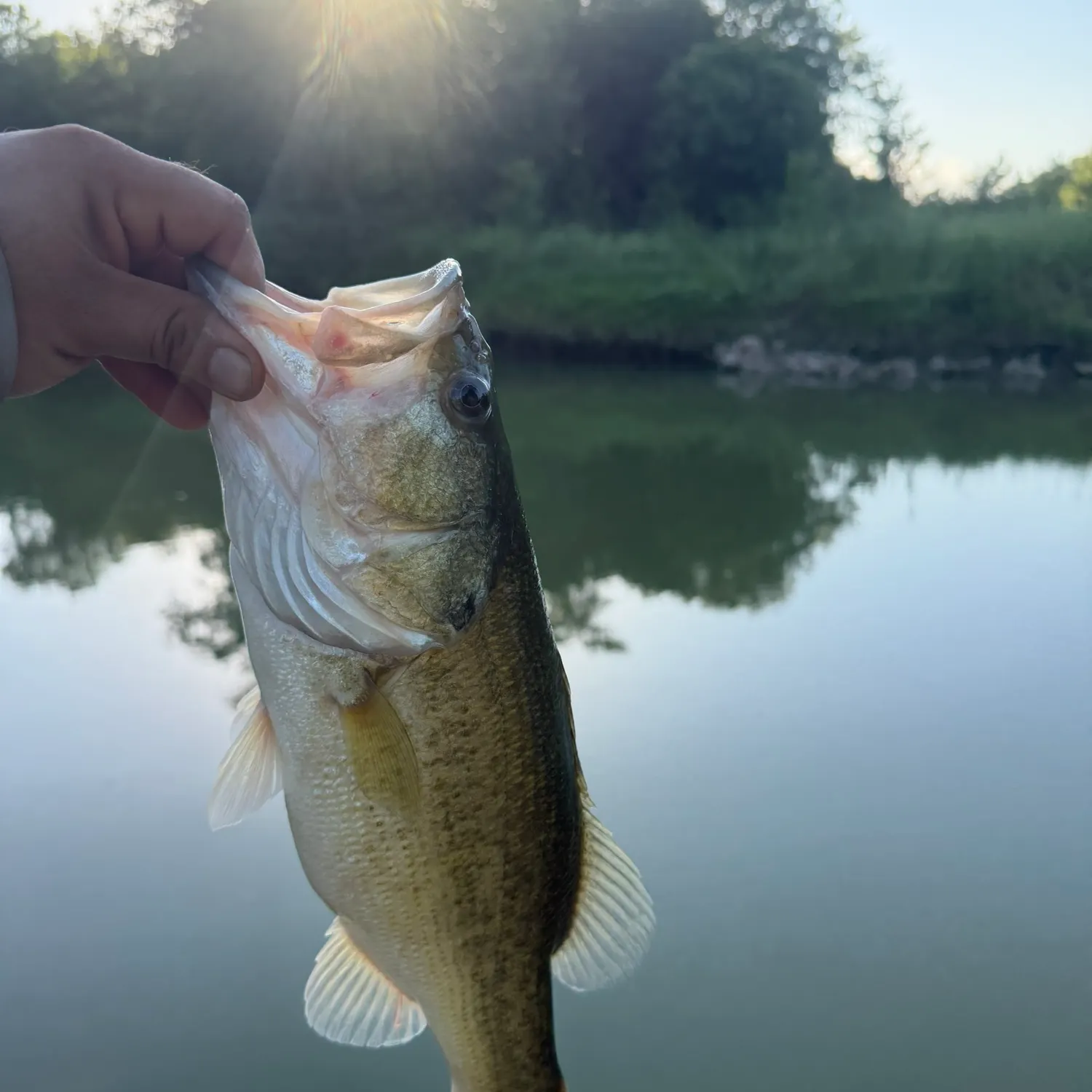 Largemouth bass caught on Fishbrain