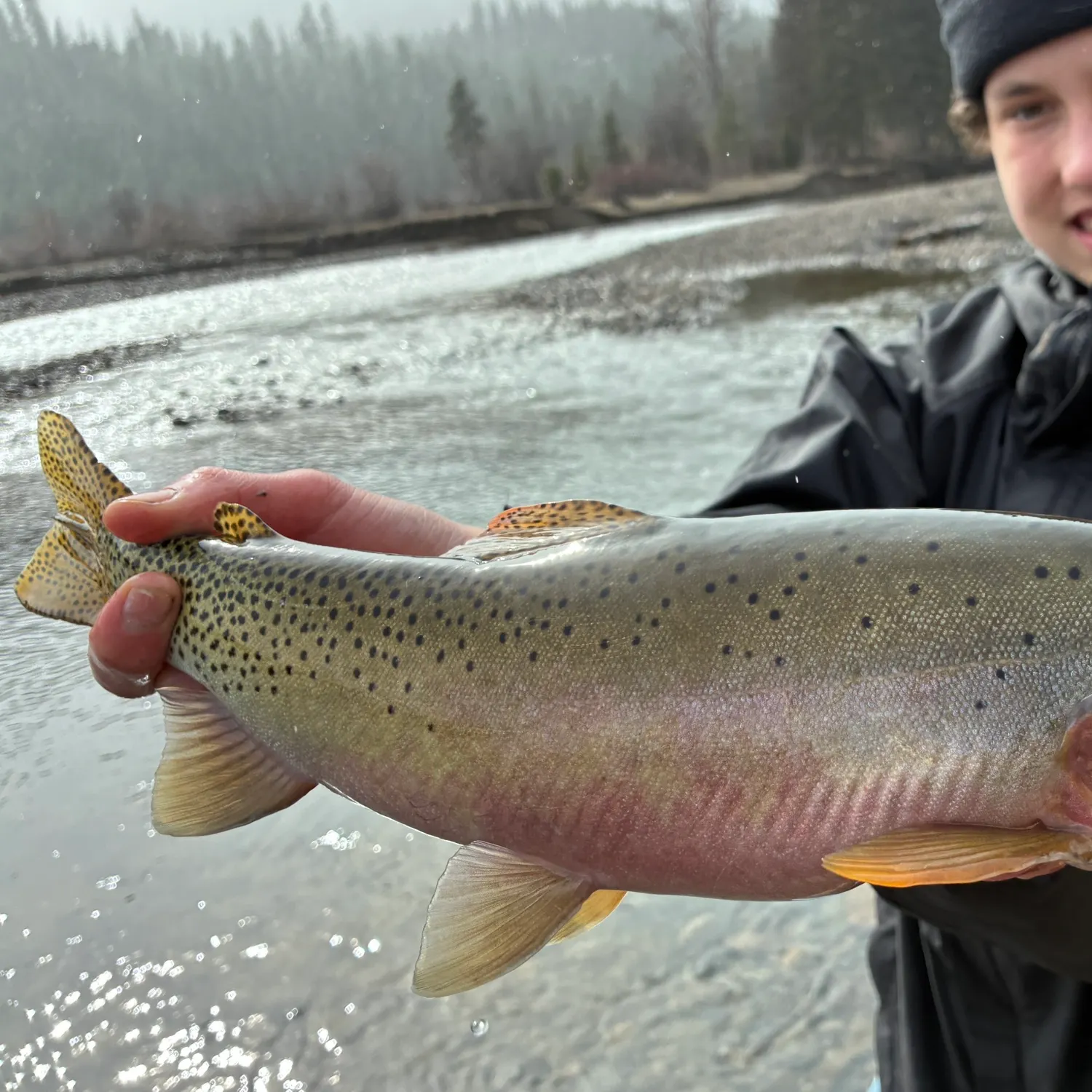 The most recent Westlope cutthroat trout catches on Fishbrain