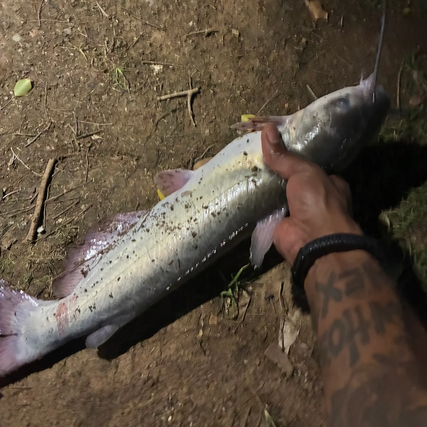 Channel catfish caught on Fishbrain