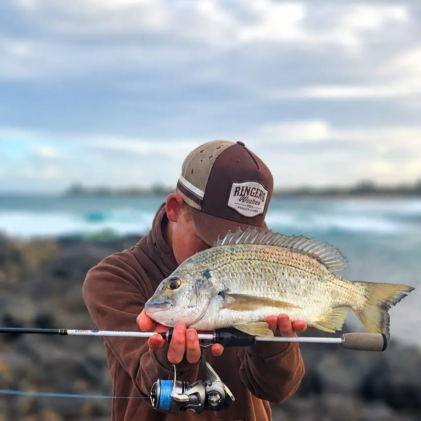 Surf bream caught on Fishbrain