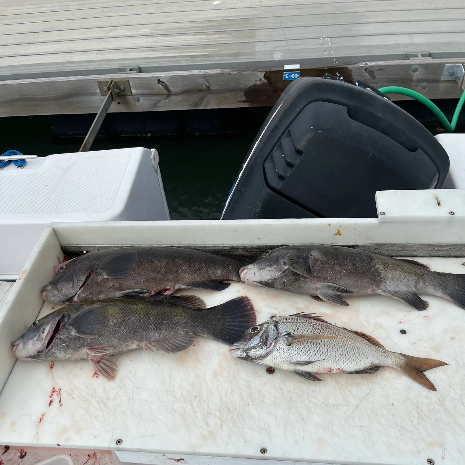 recently logged catches