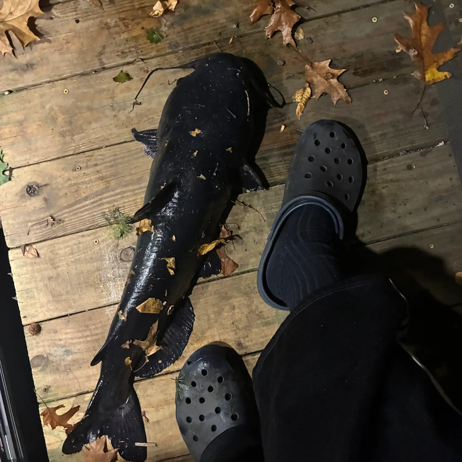 Channel catfish caught on Fishbrain