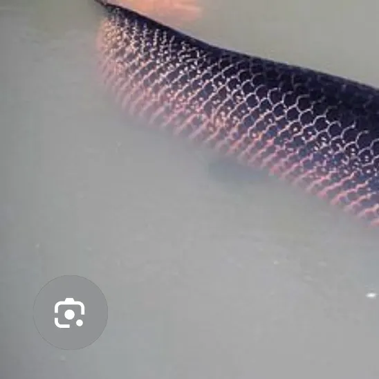 The most recent Arapaima catches on Fishbrain