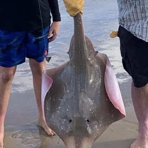 The most recent Common eagle ray catches on Fishbrain
