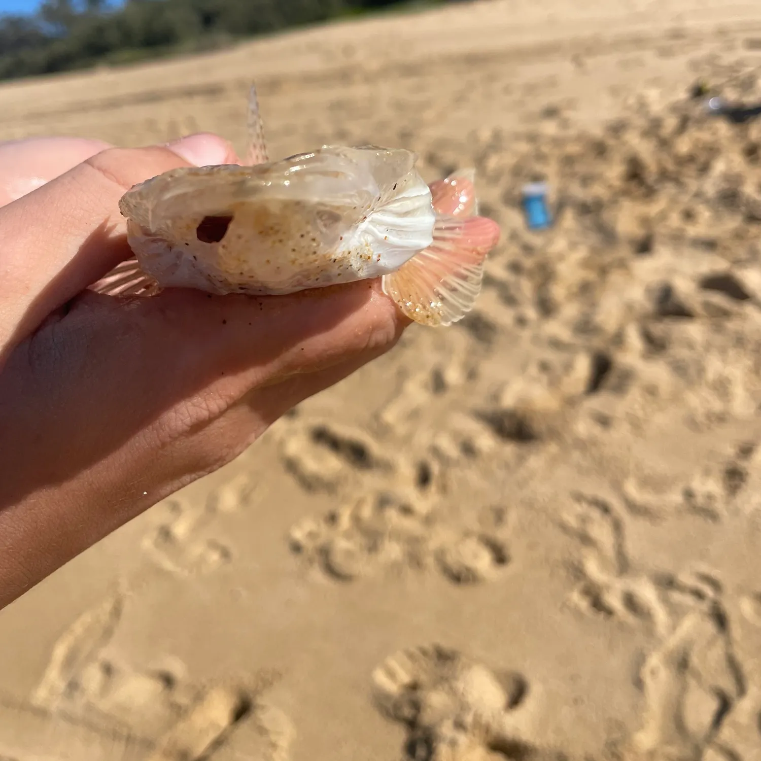 The most recent Black-banded flathead catches on Fishbrain