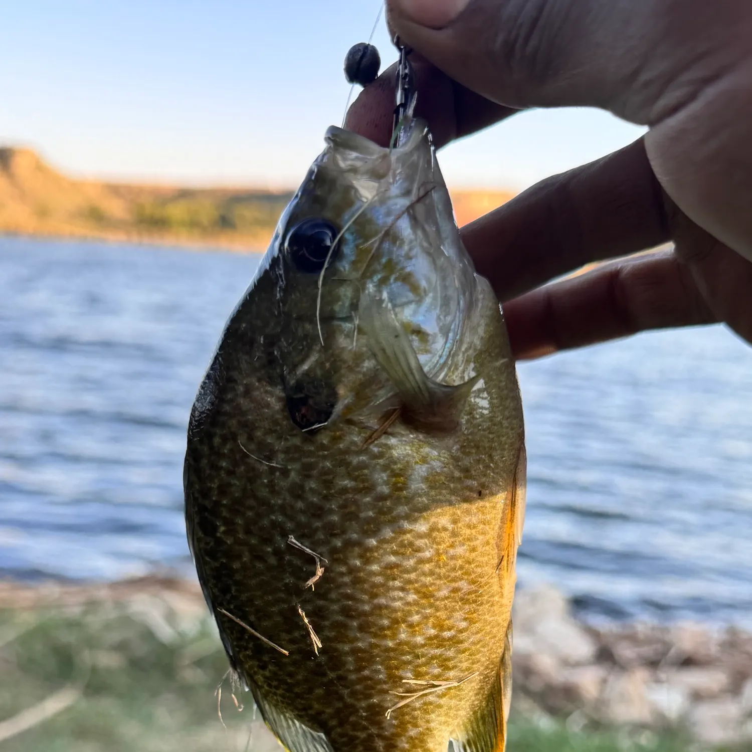 Greengill hybrid caught on Fishbrain