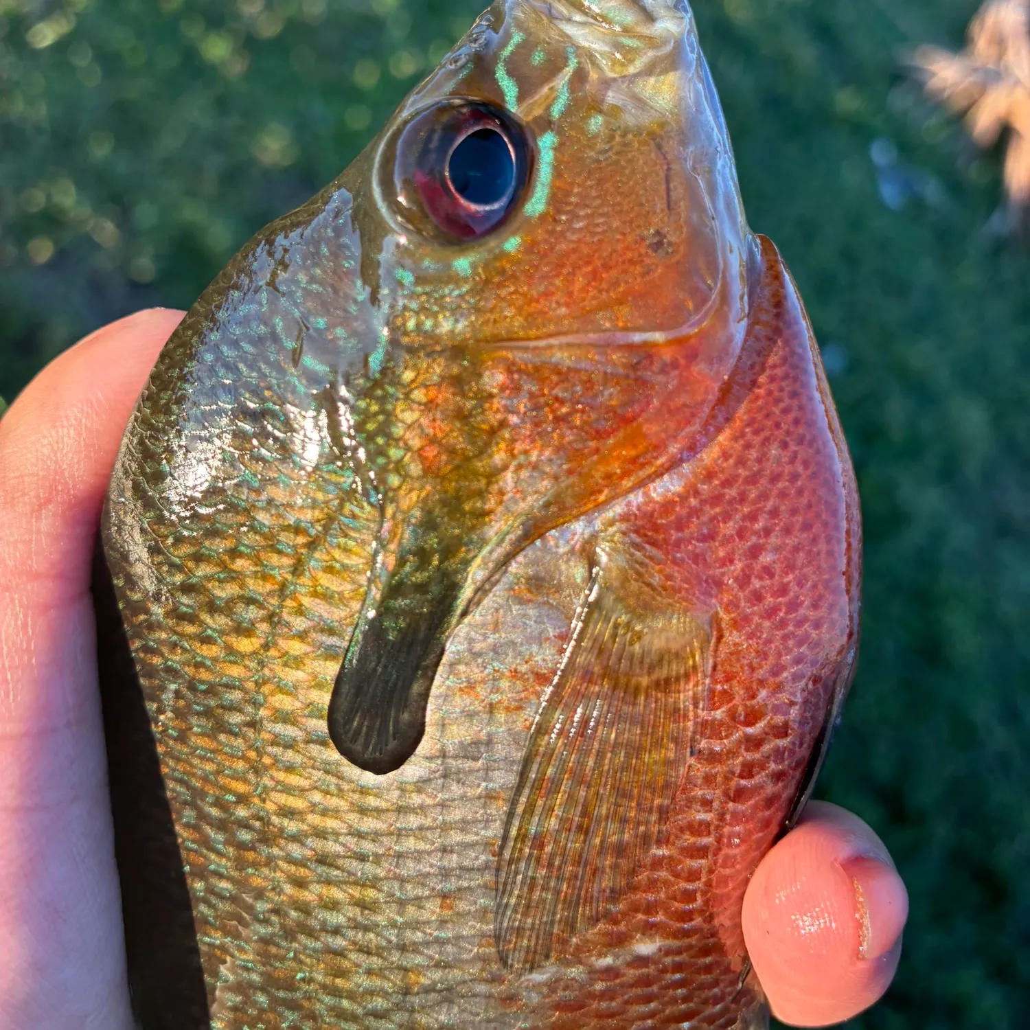 Redbreast sunfish caught on Fishbrain