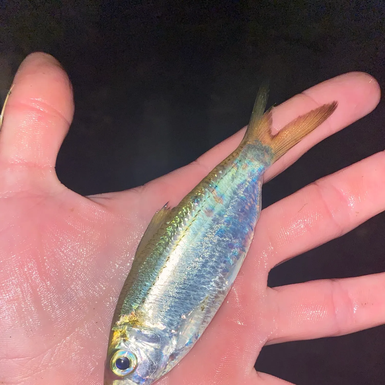 The most recent Castelnau's herring catches on Fishbrain