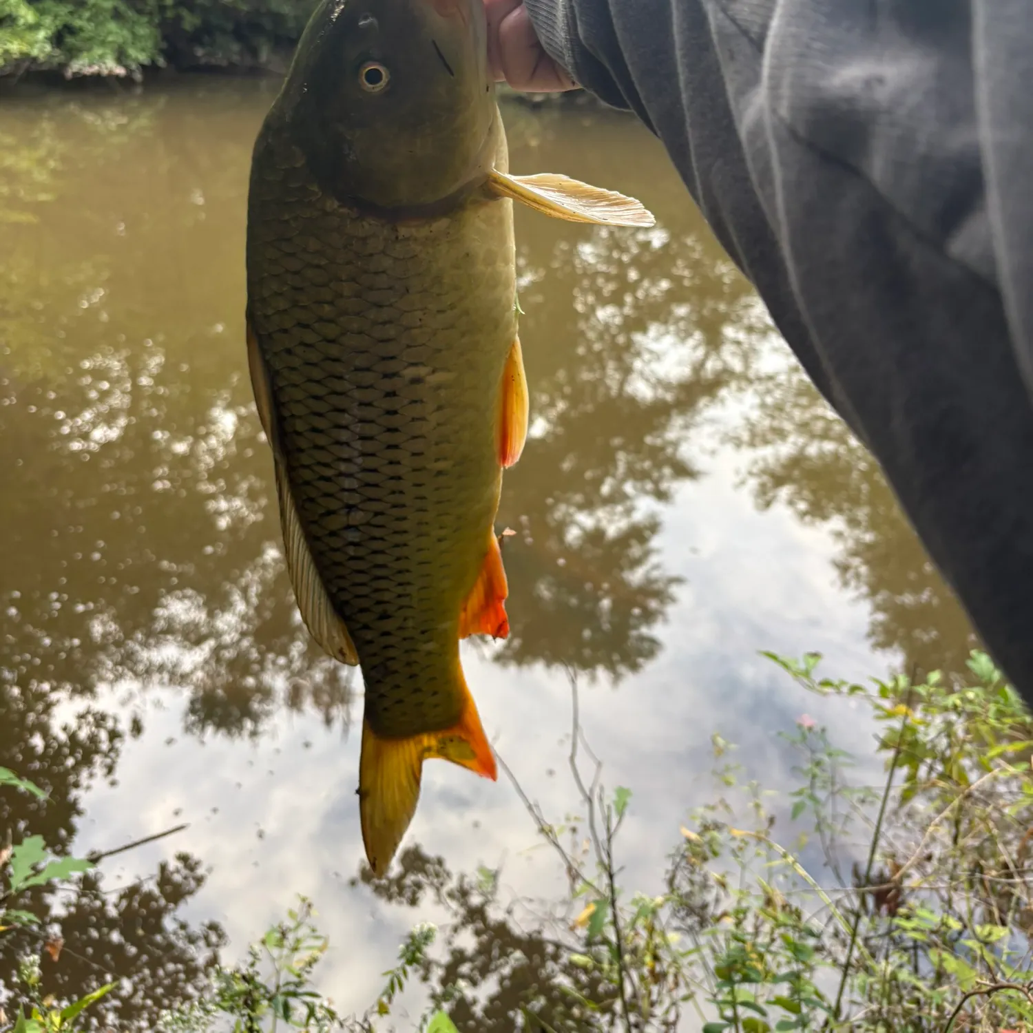Common carp caught on Fishbrain