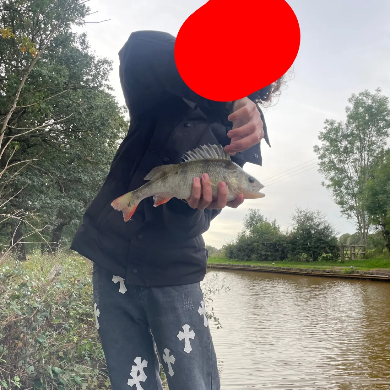 European perch caught on Fishbrain