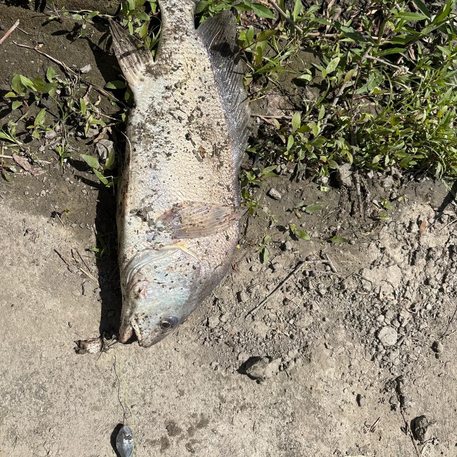 The most recent Shi drum catches on Fishbrain