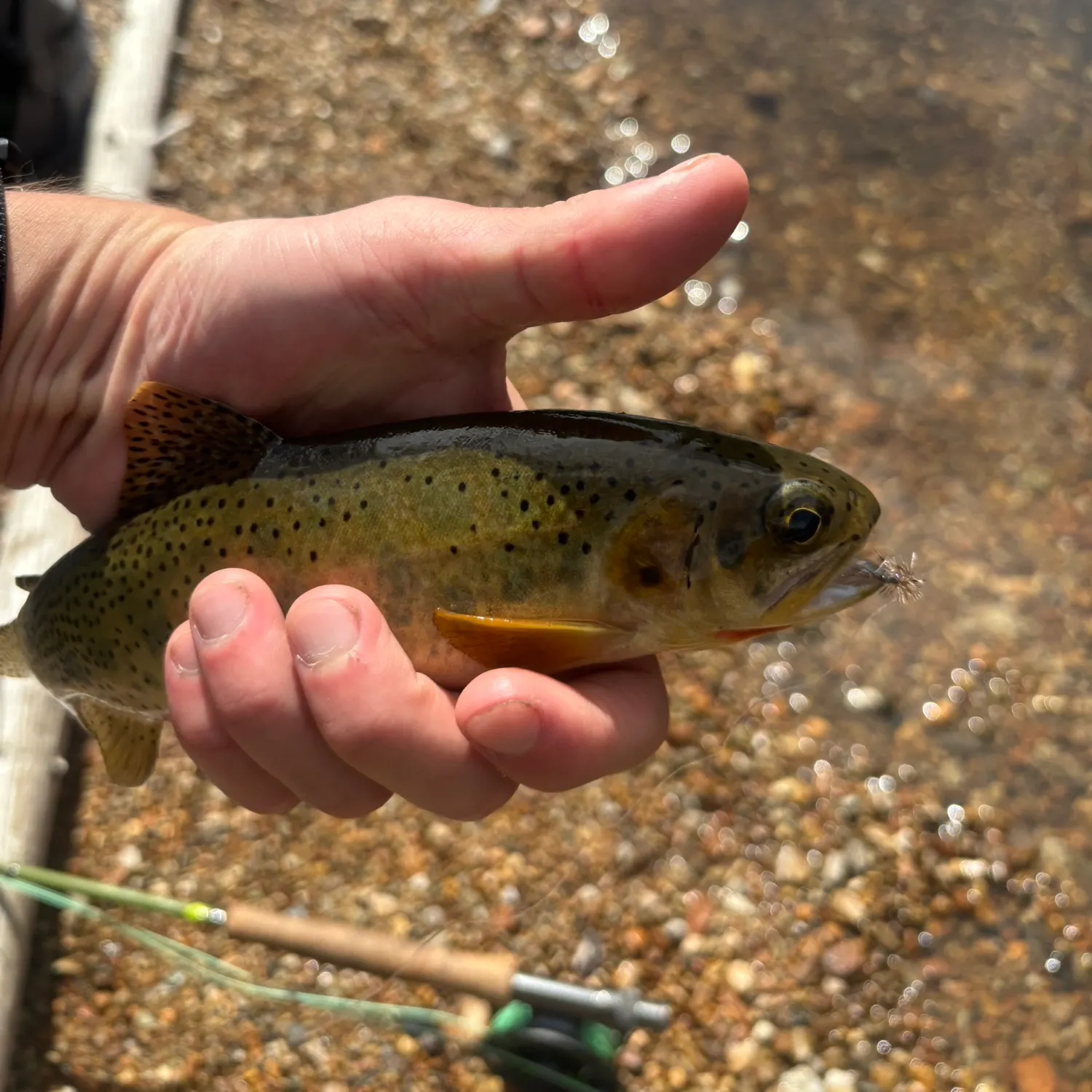 Cutthroat trout caught on Fishbrain