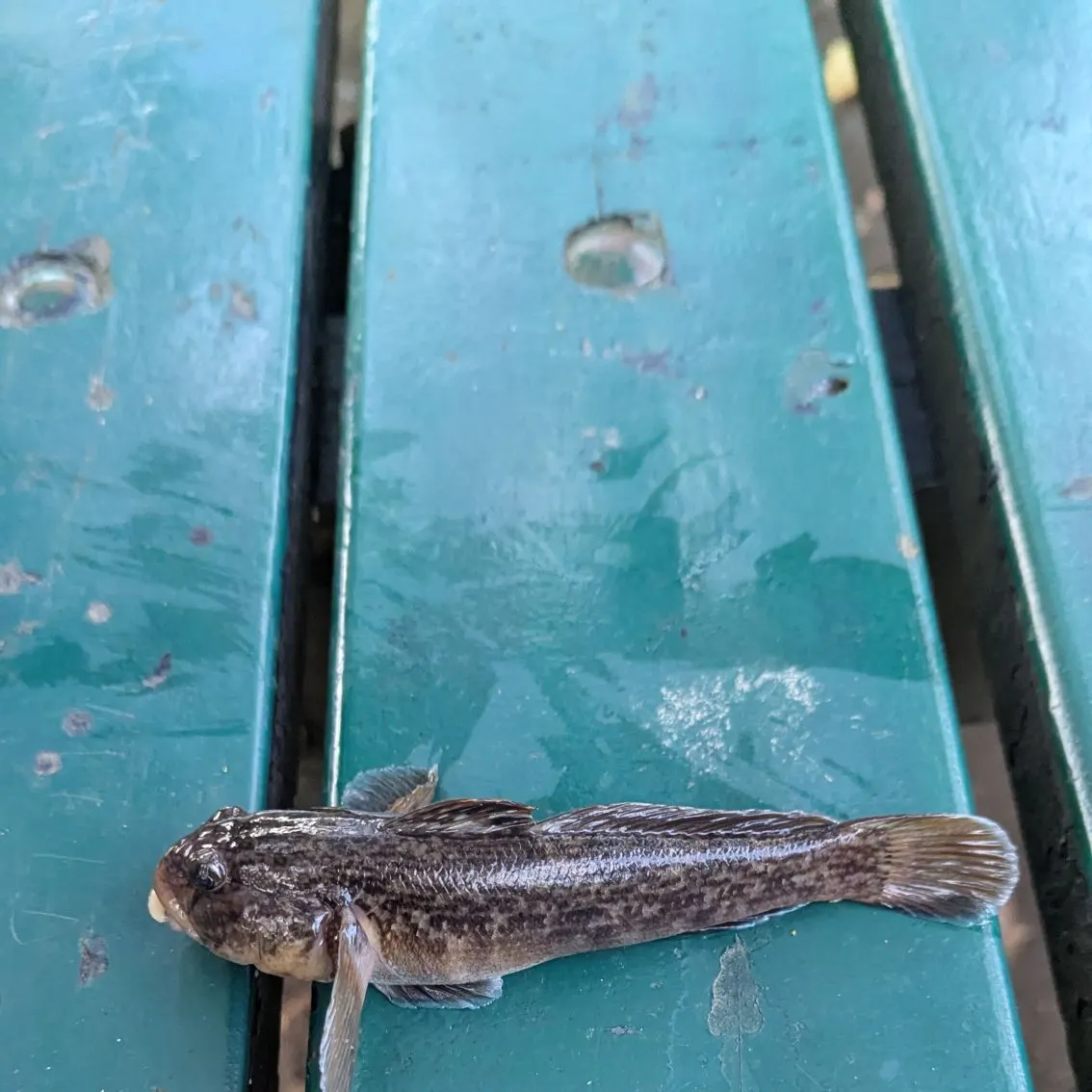 The most recent Gulf toadfish catches on Fishbrain