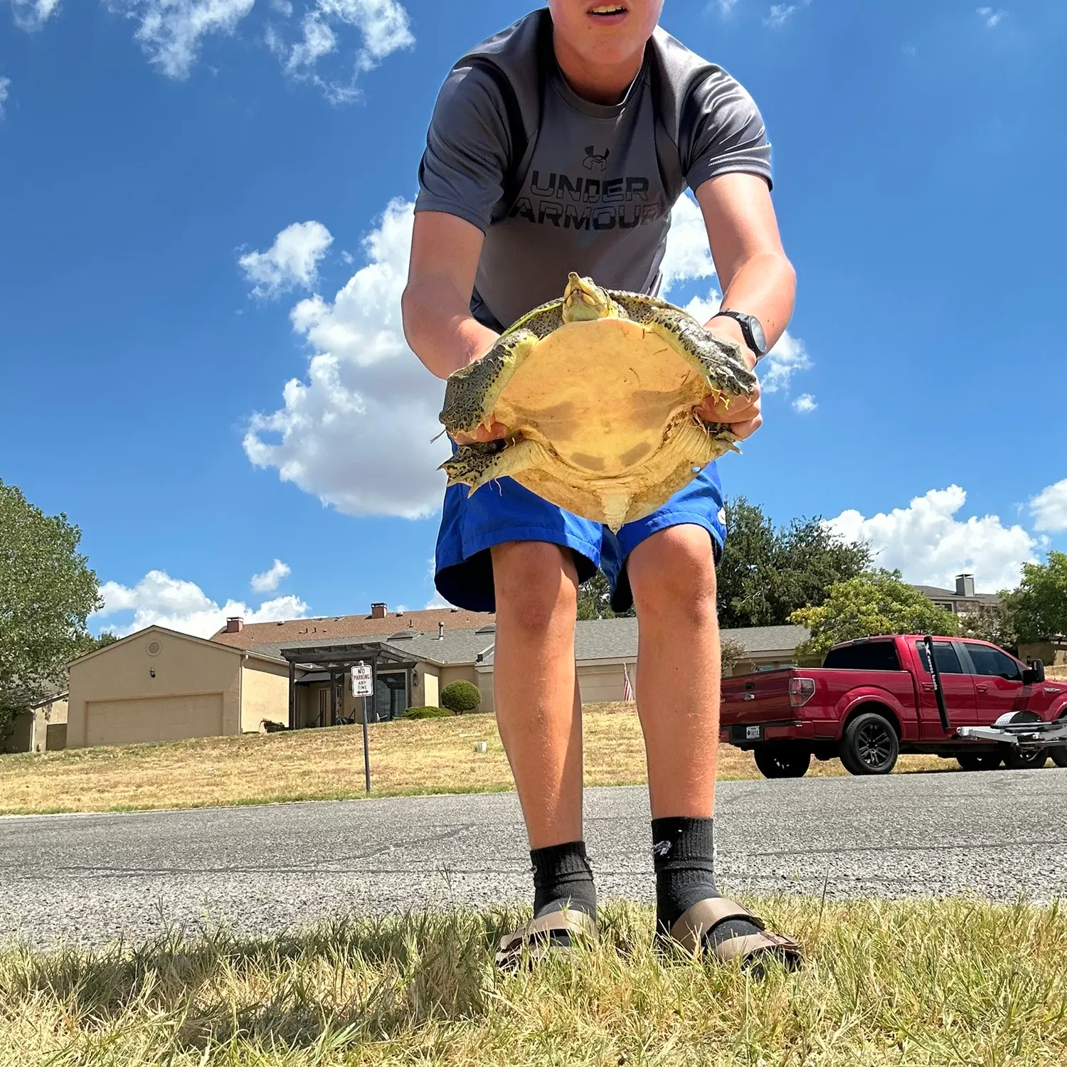 Smooth softshell turtle caught on Fishbrain