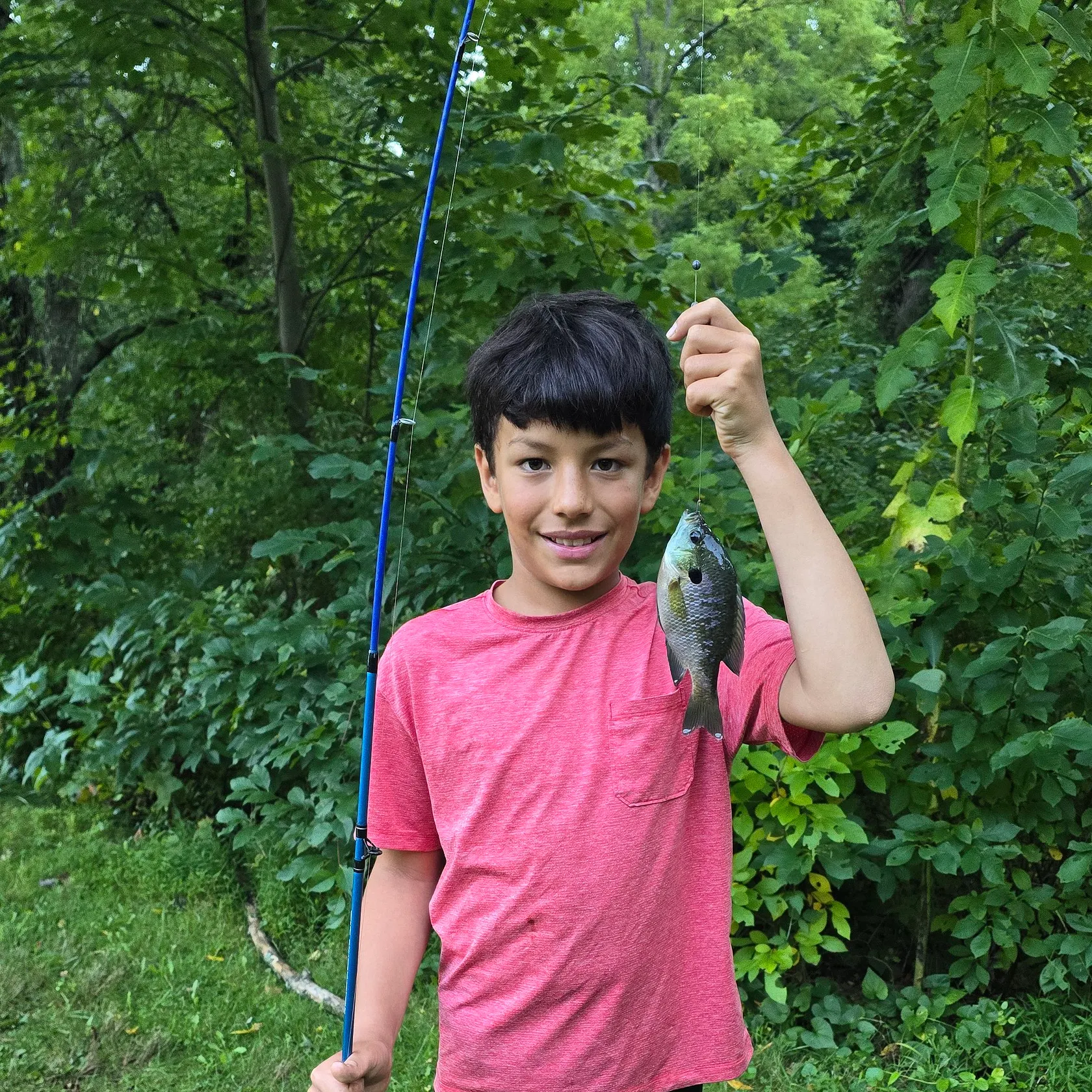 Bluegill caught on Fishbrain