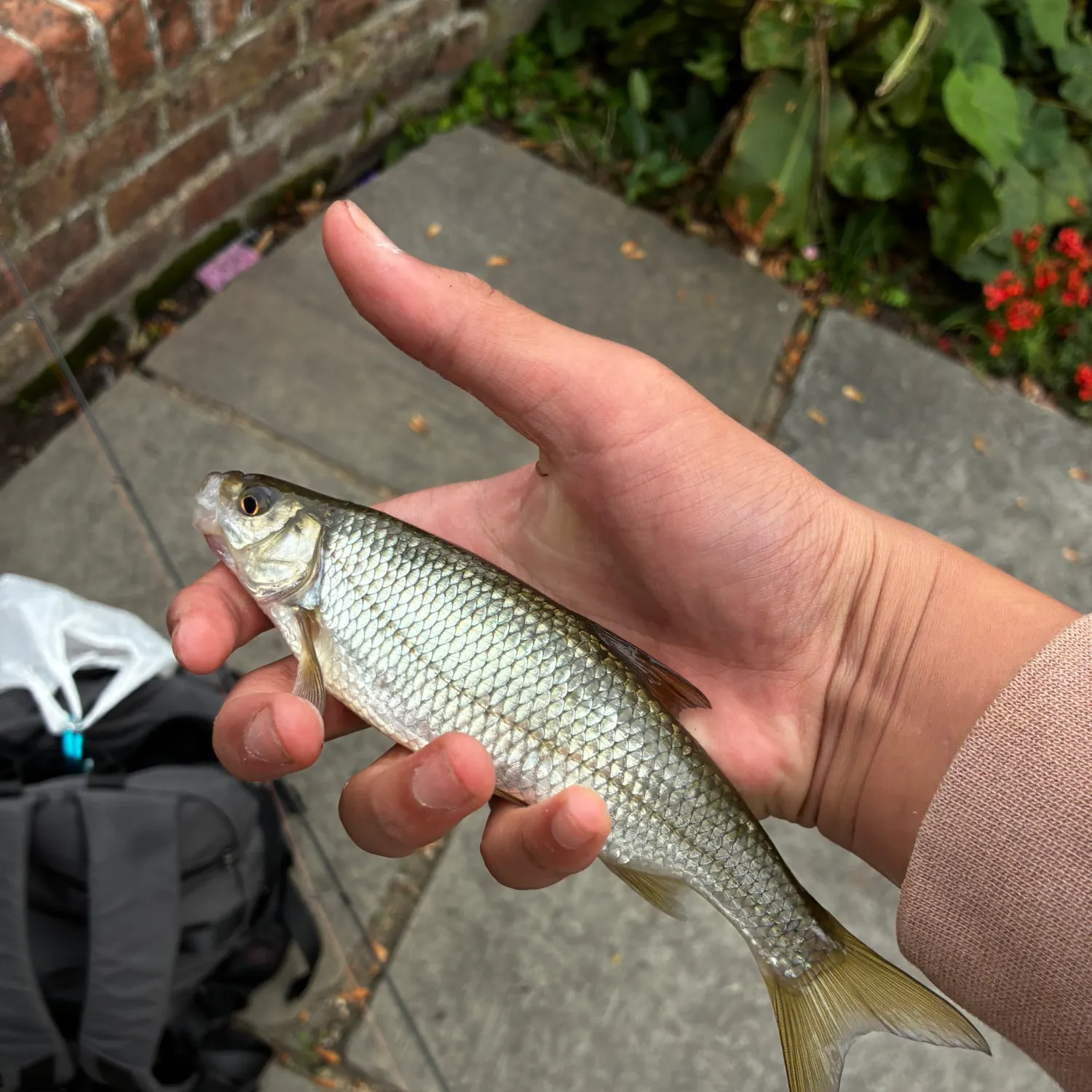 The most recent European chub catches on Fishbrain