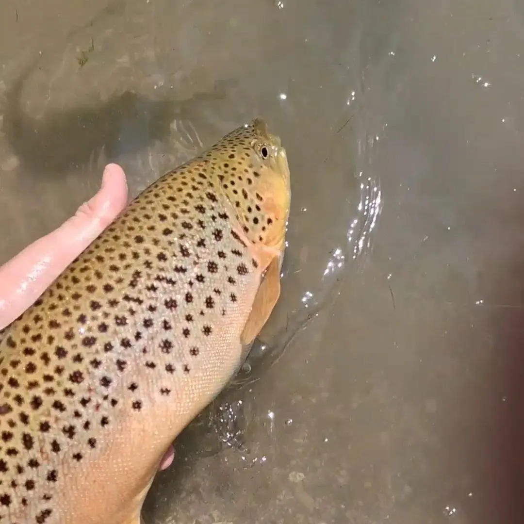 Brown trout caught on Fishbrain