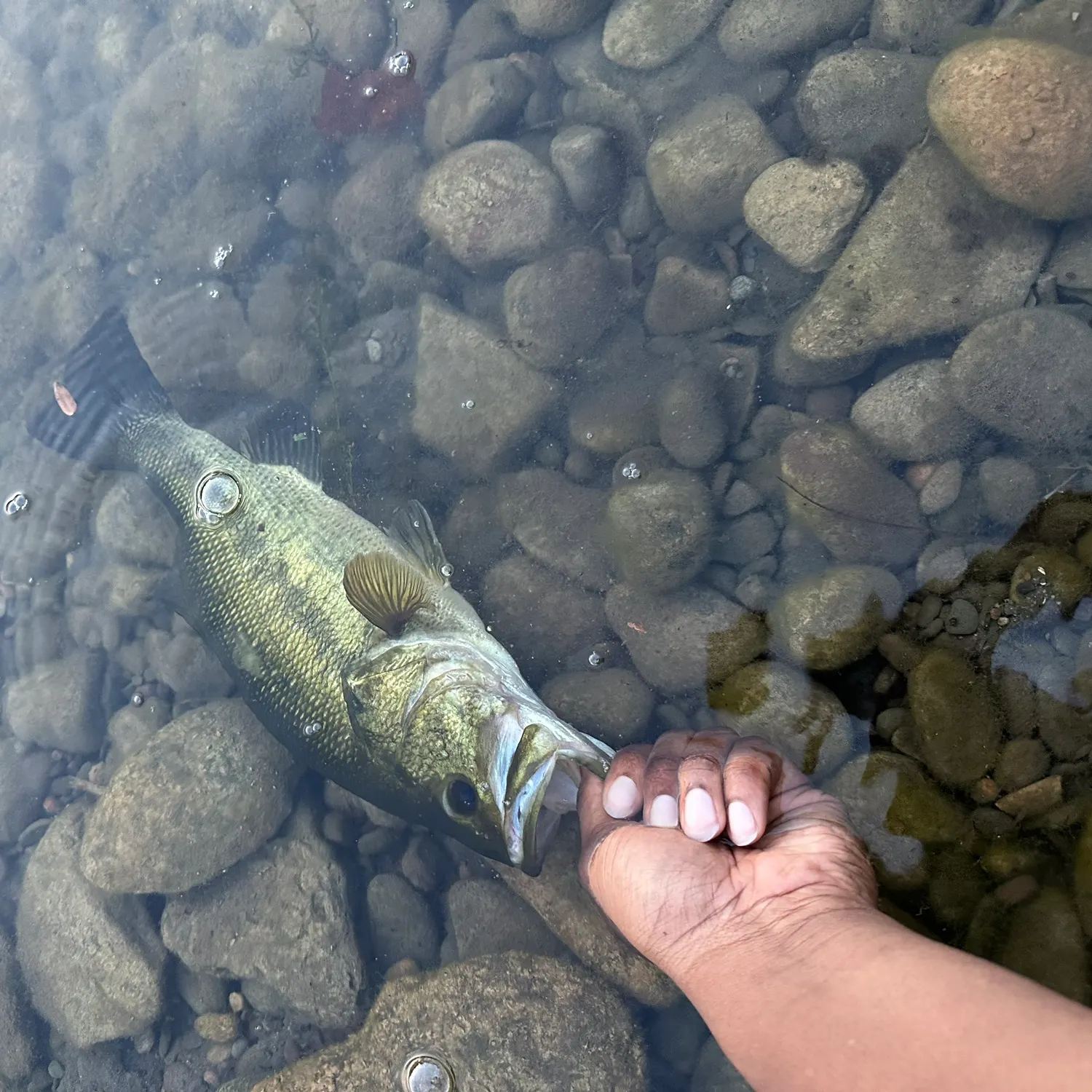 Largemouth bass caught on Fishbrain