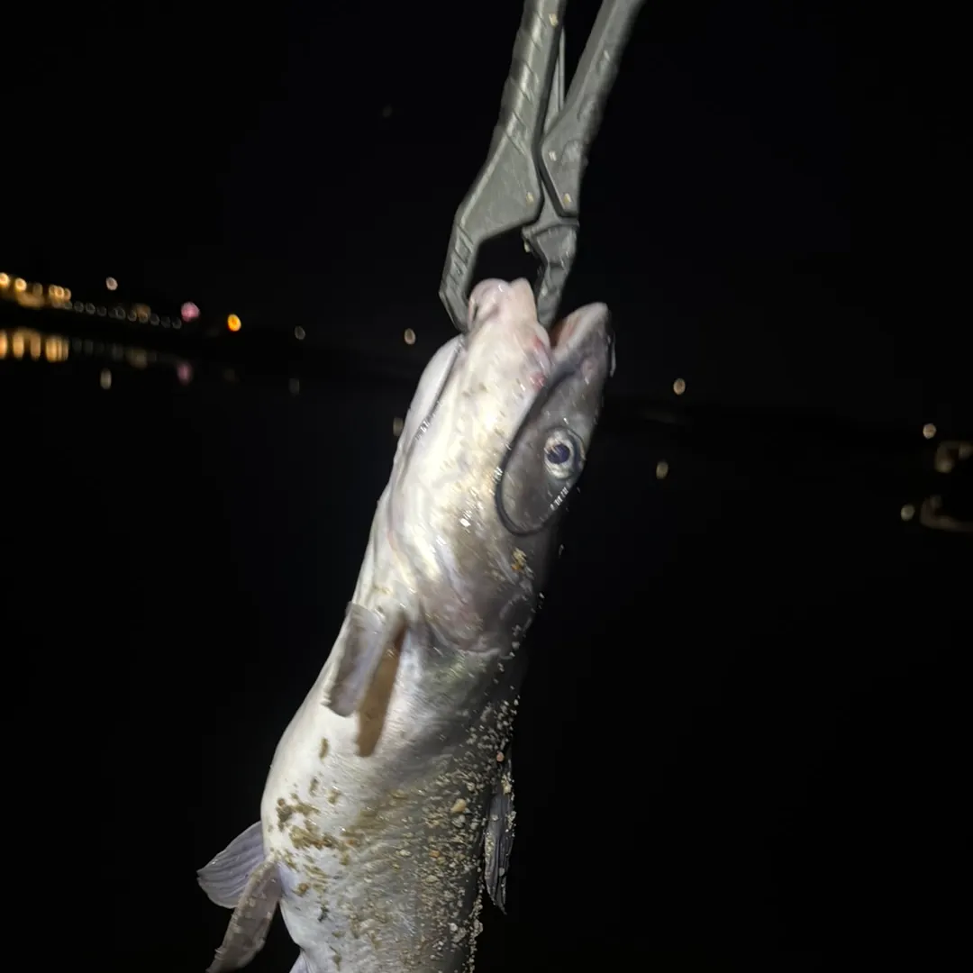 Channel catfish caught on Fishbrain